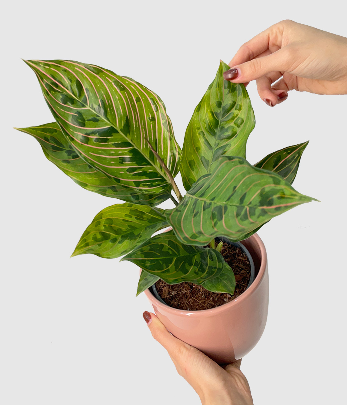 Aglaonema `Spiderman`