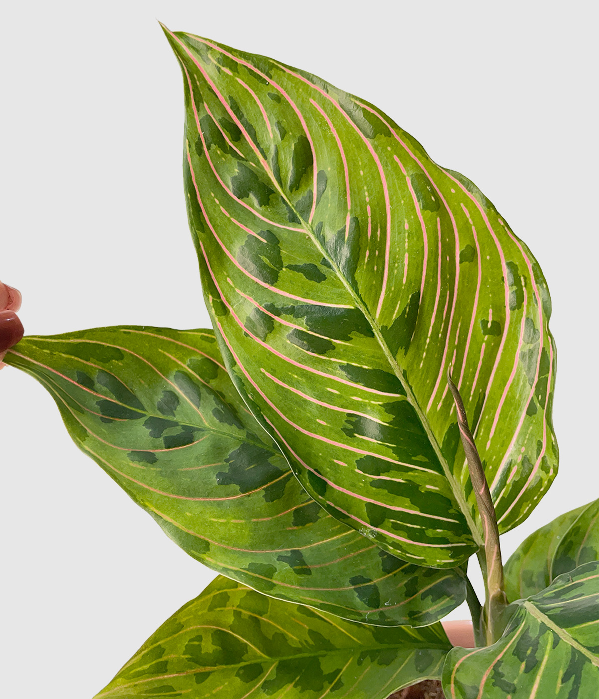 Aglaonema `Spiderman`3