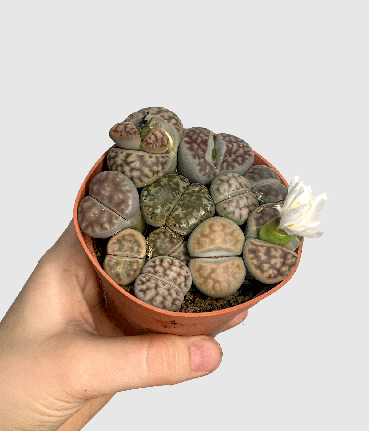 LITHOPS