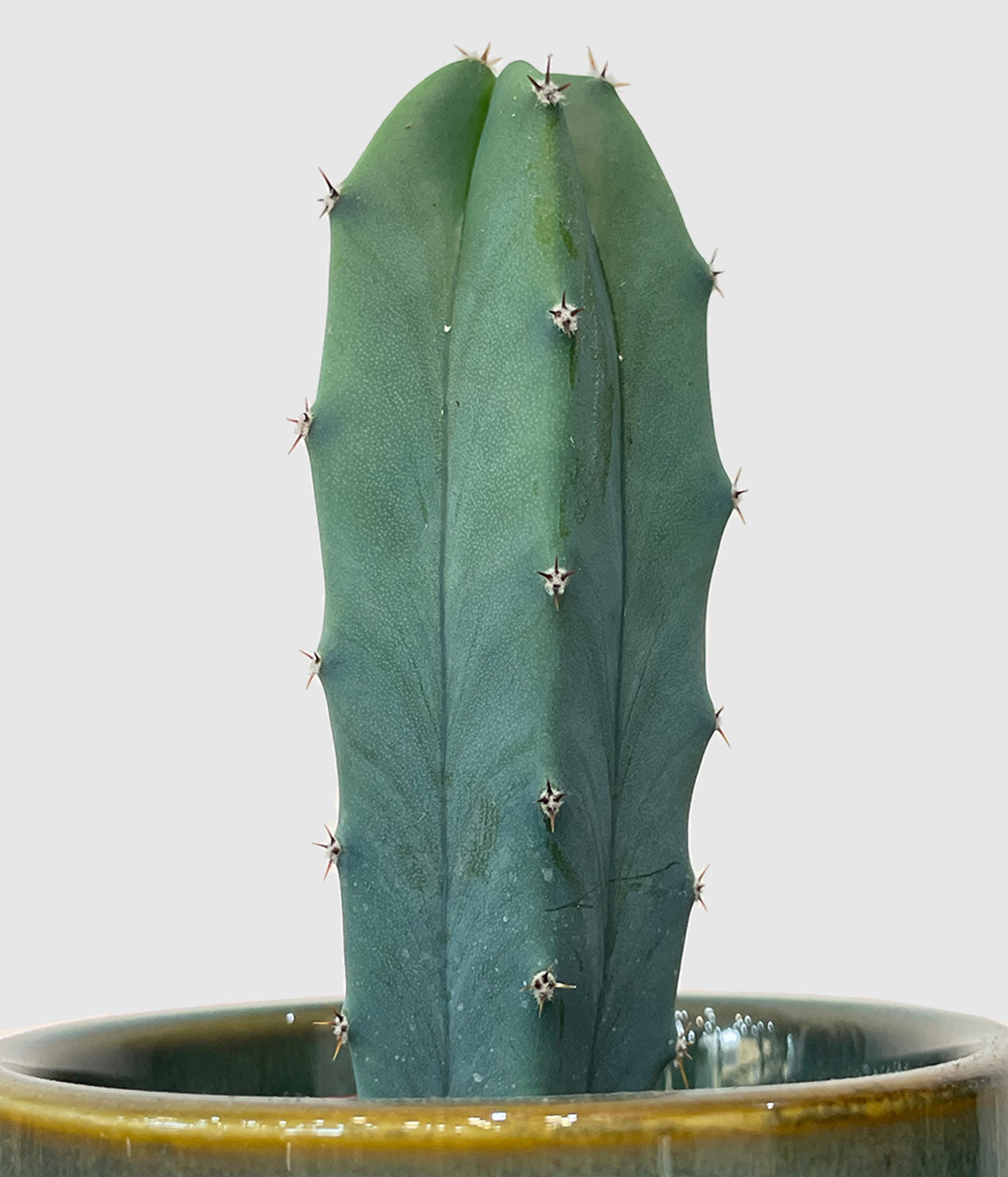 Myrtillocactus geometrizans blue candle kaktus2