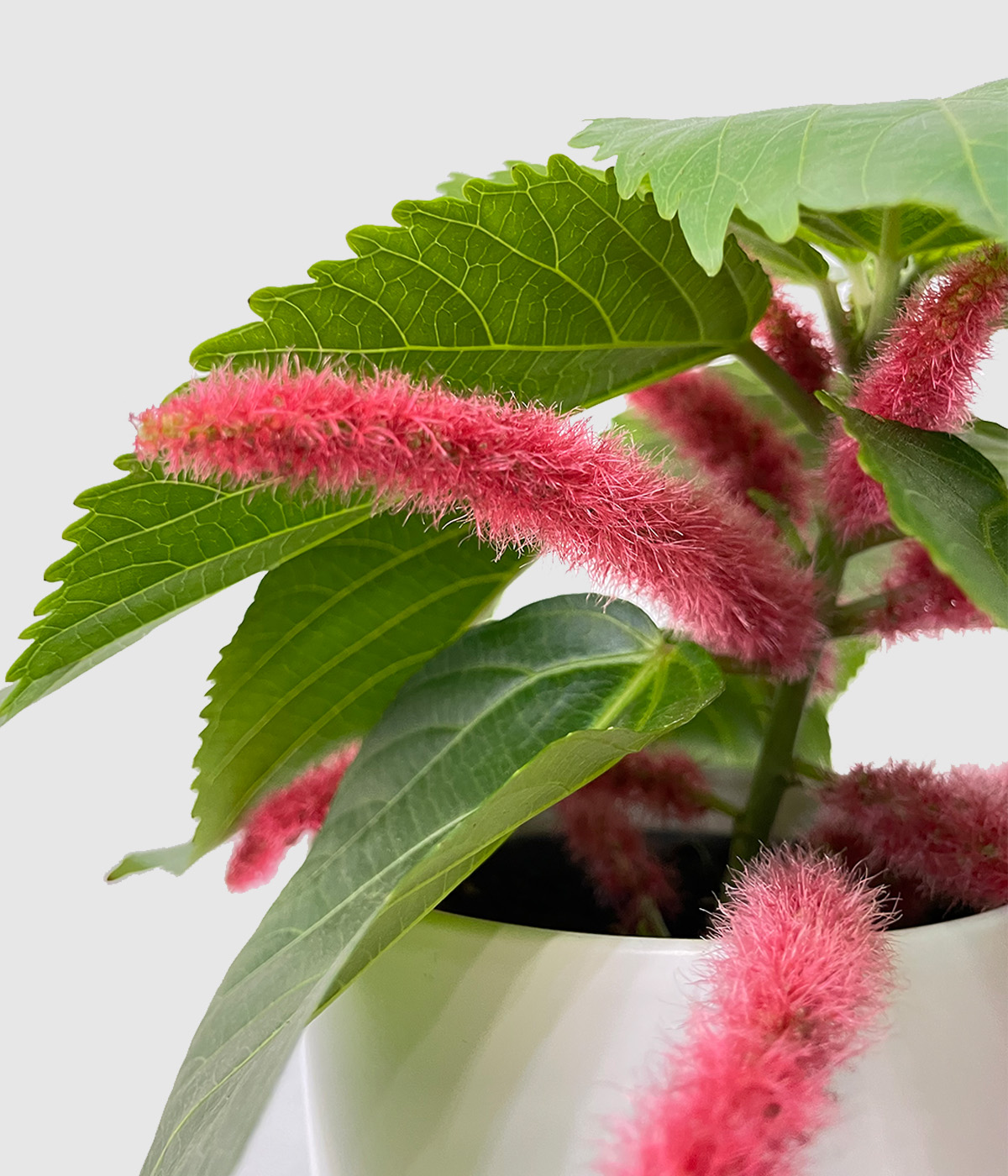 Acalypha hispida