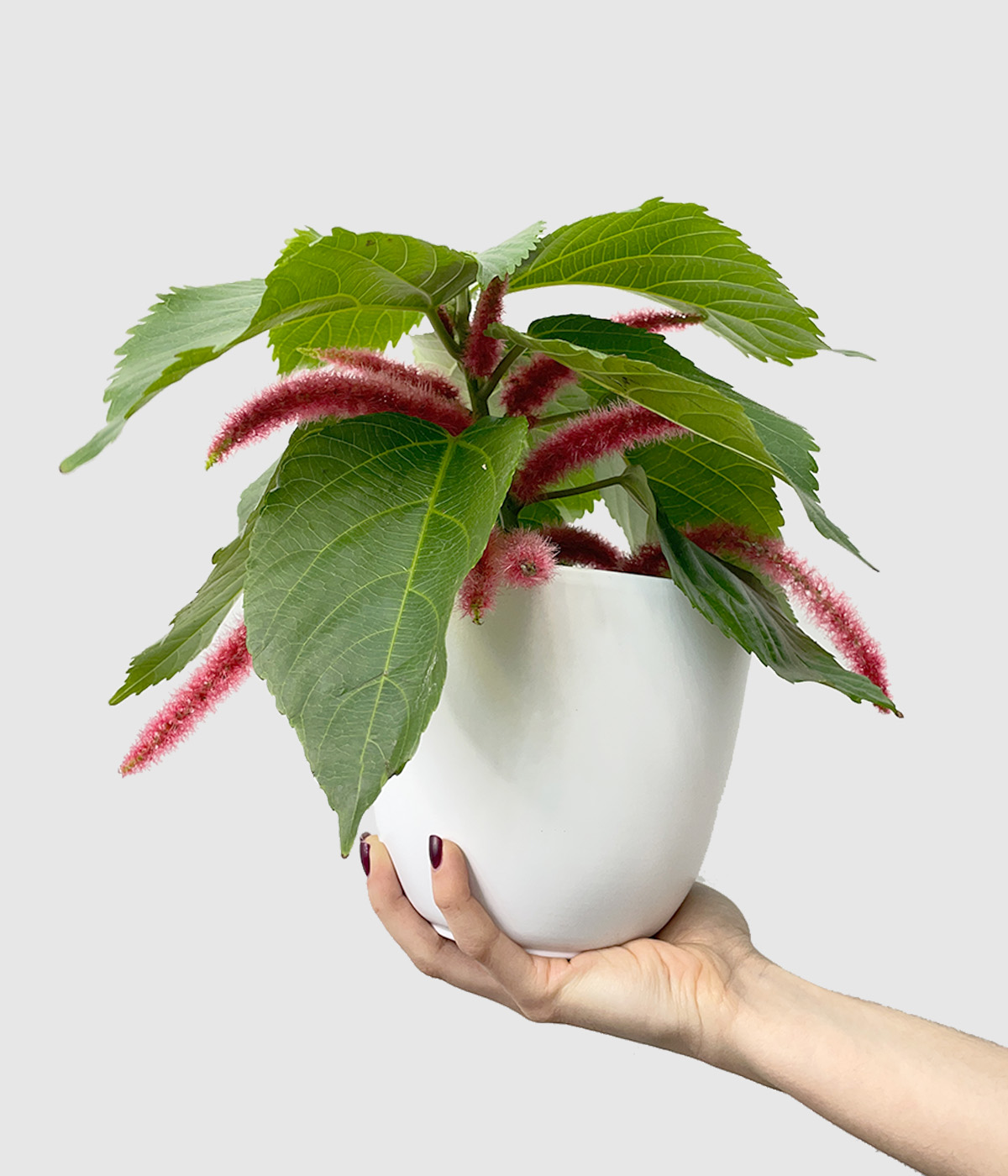 Acalypha hispida2