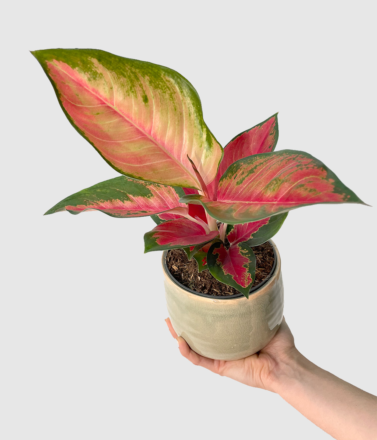Aglaonema chilli red