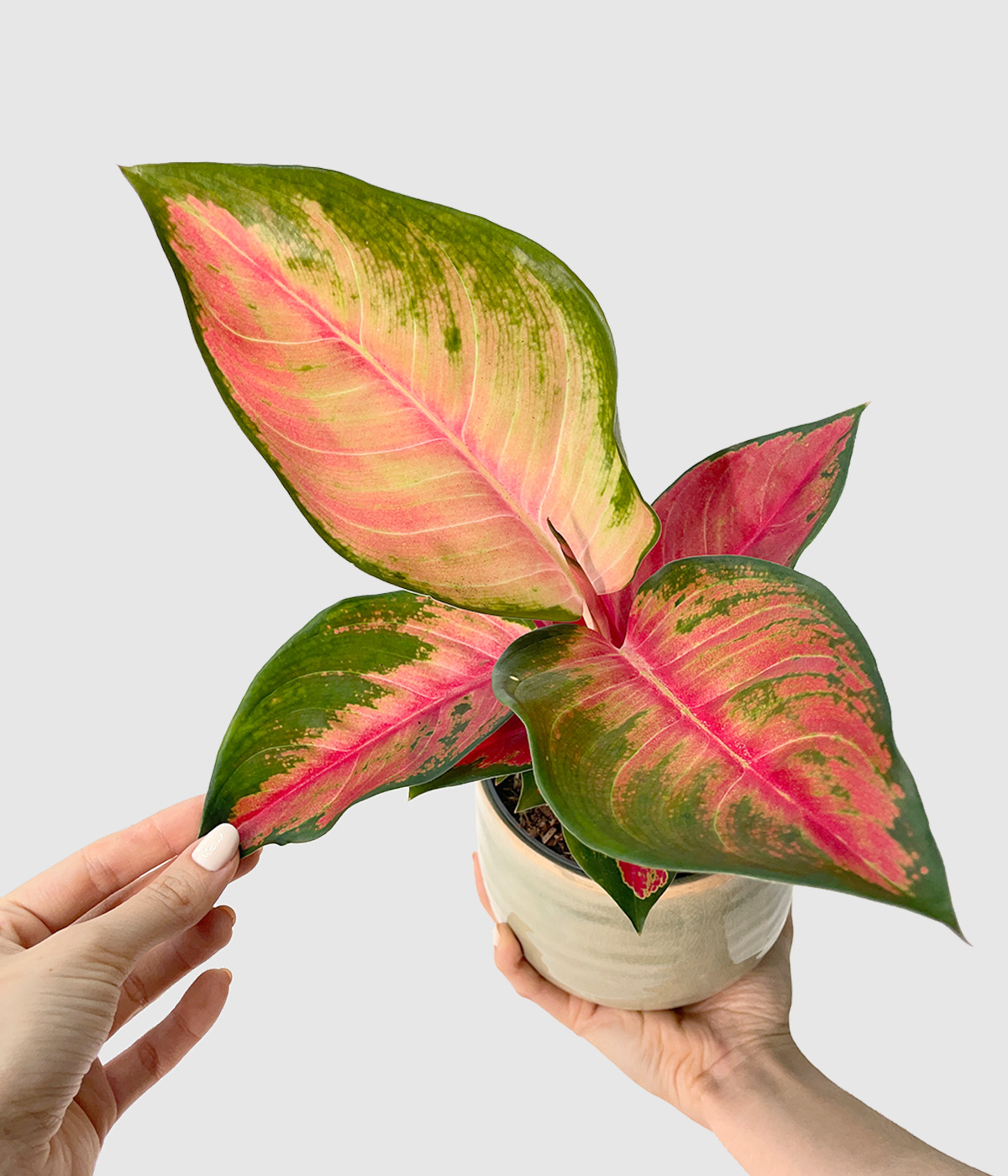 Aglaonema chilli red2