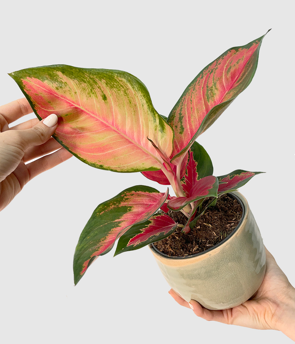Aglaonema chilli red3