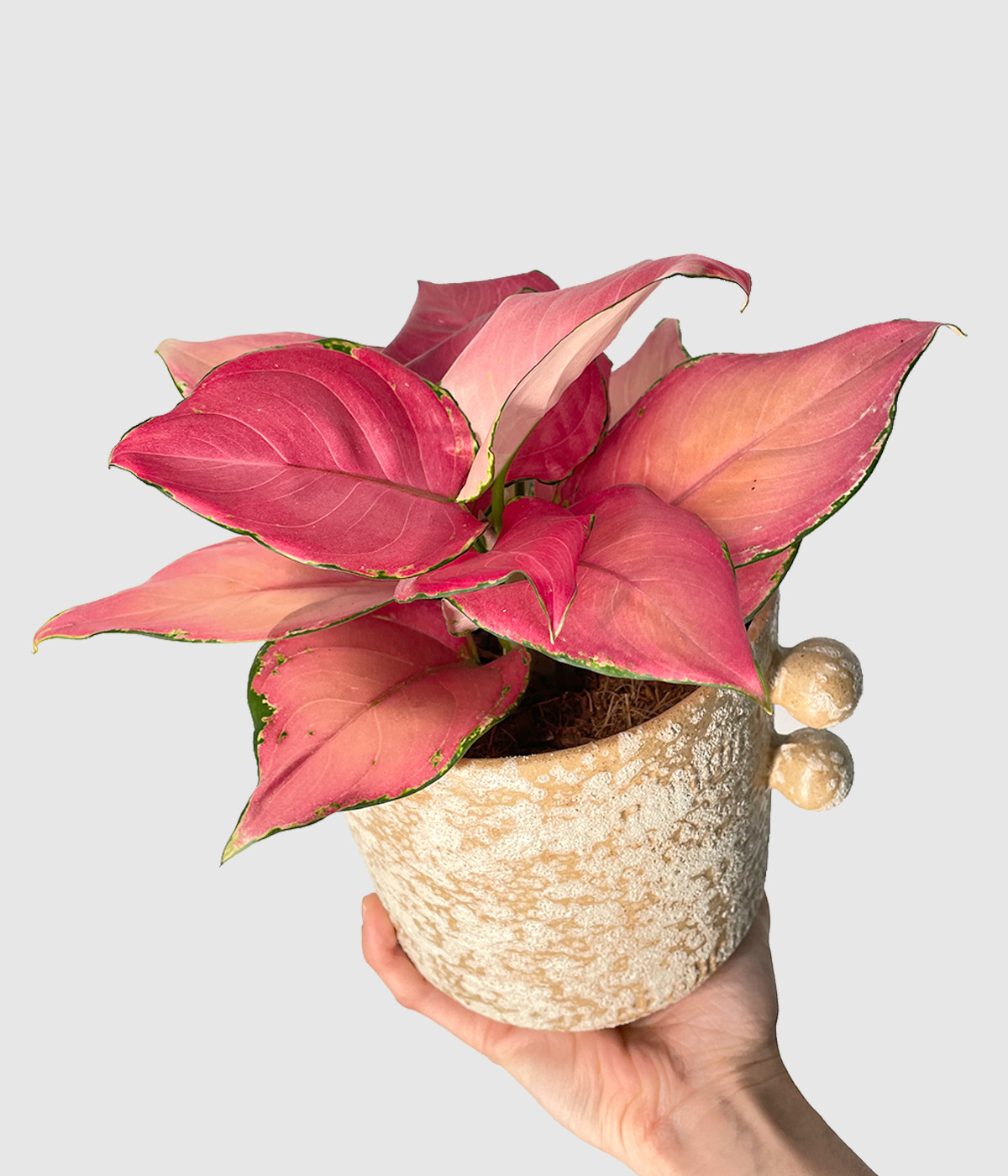 Aglaonema geely red