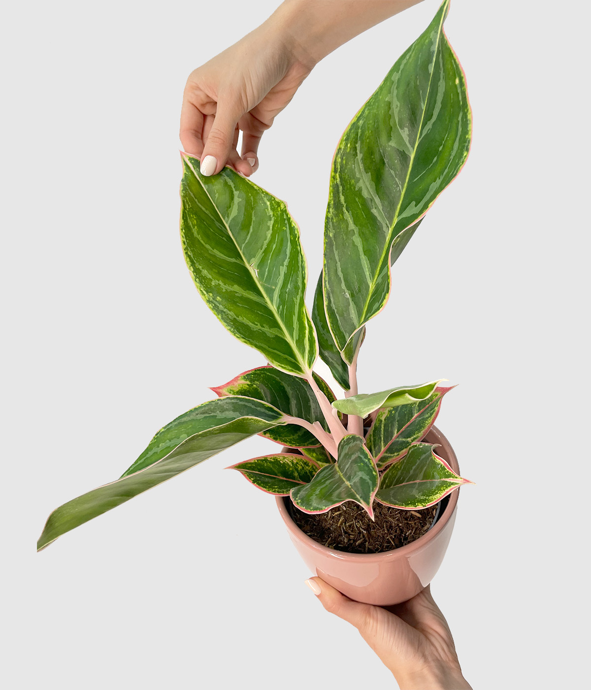 Aglaonema jungle shadows
