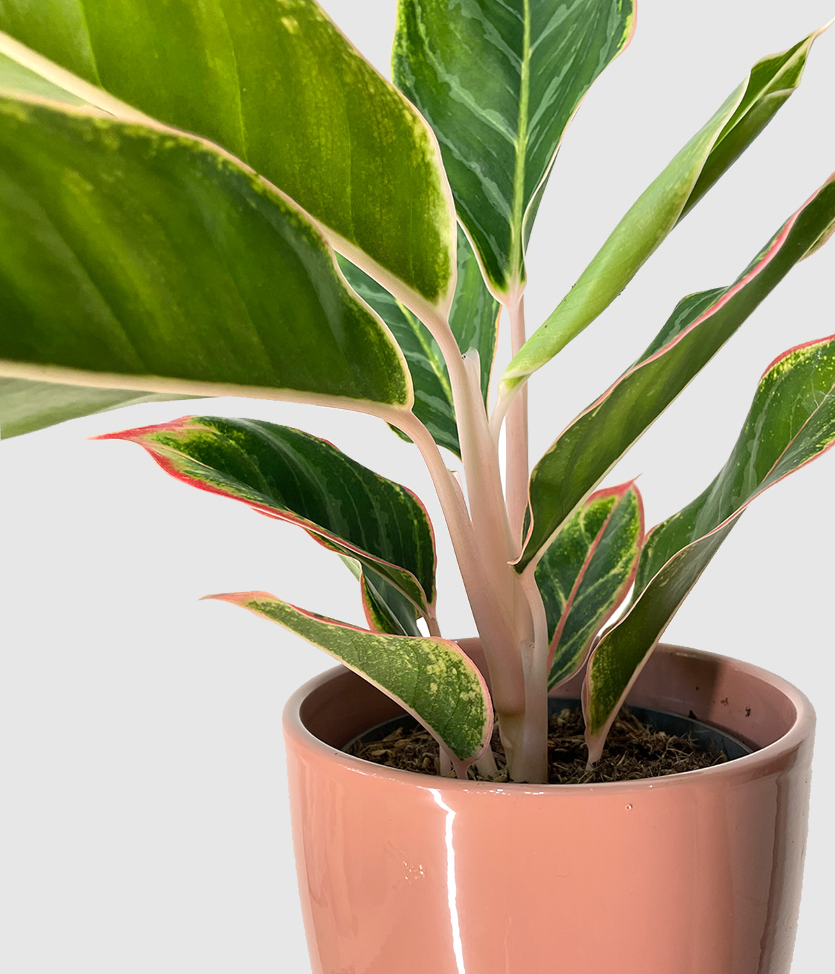 Aglaonema jungle shadows2