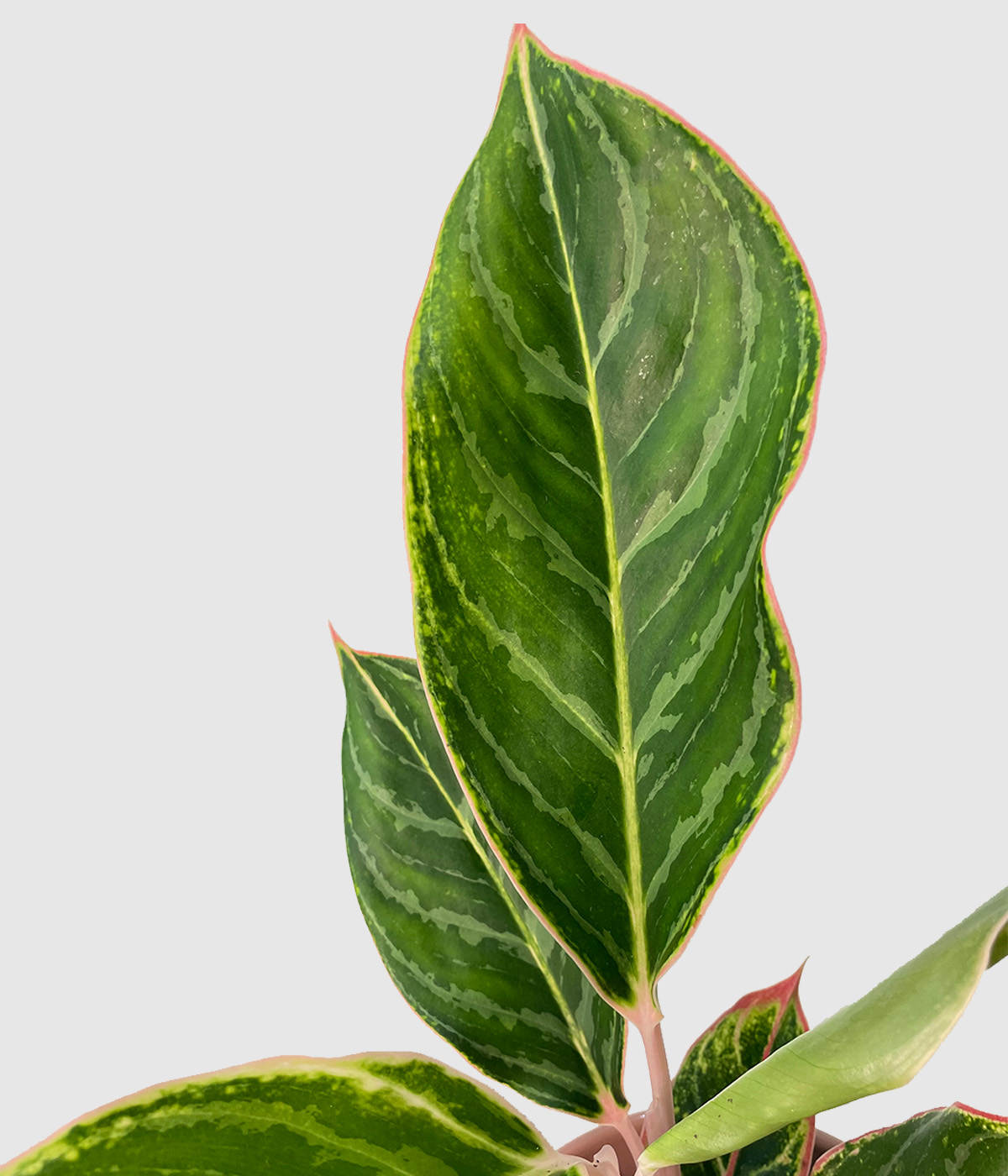Aglaonema jungle shadows3