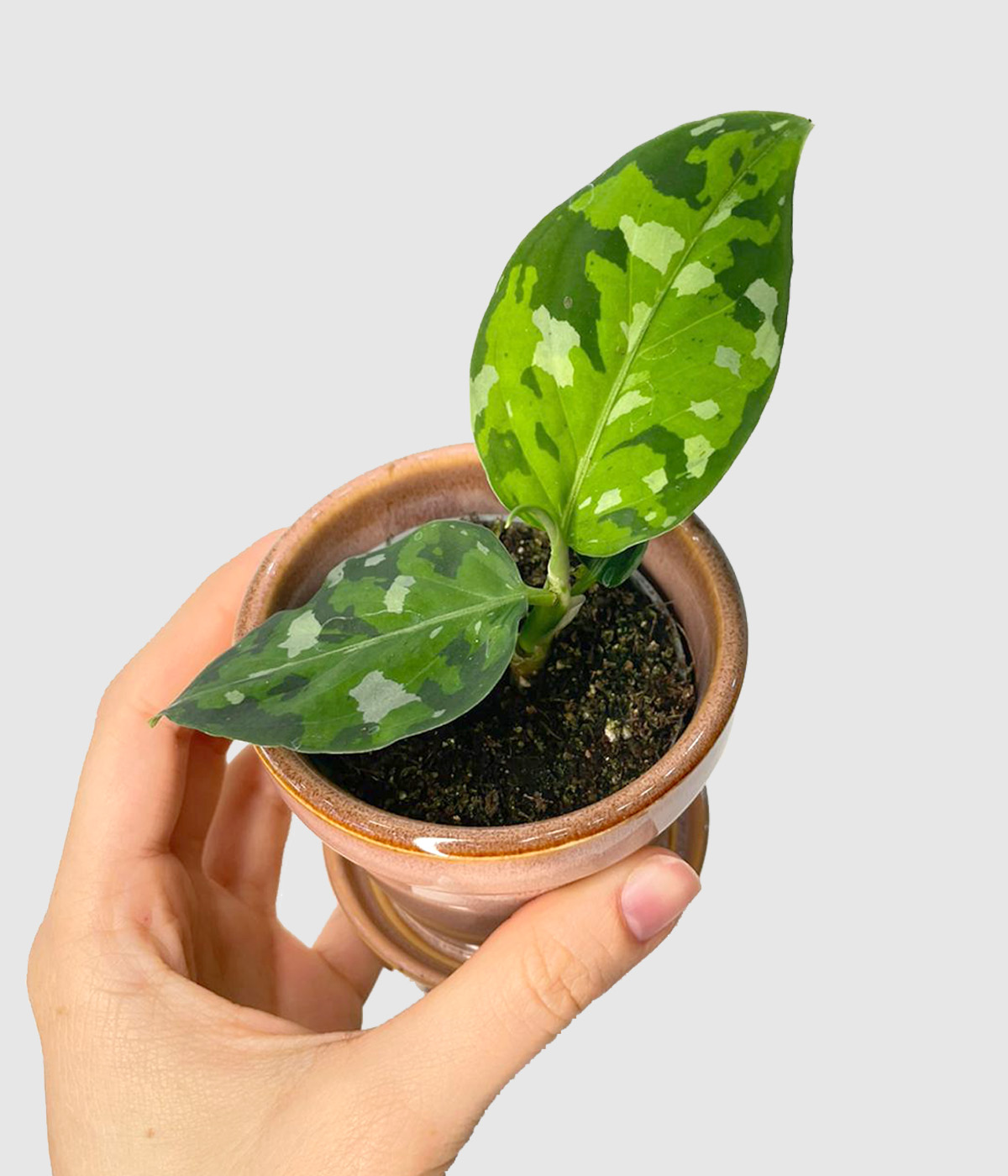 Aglaonema pictus tricolor