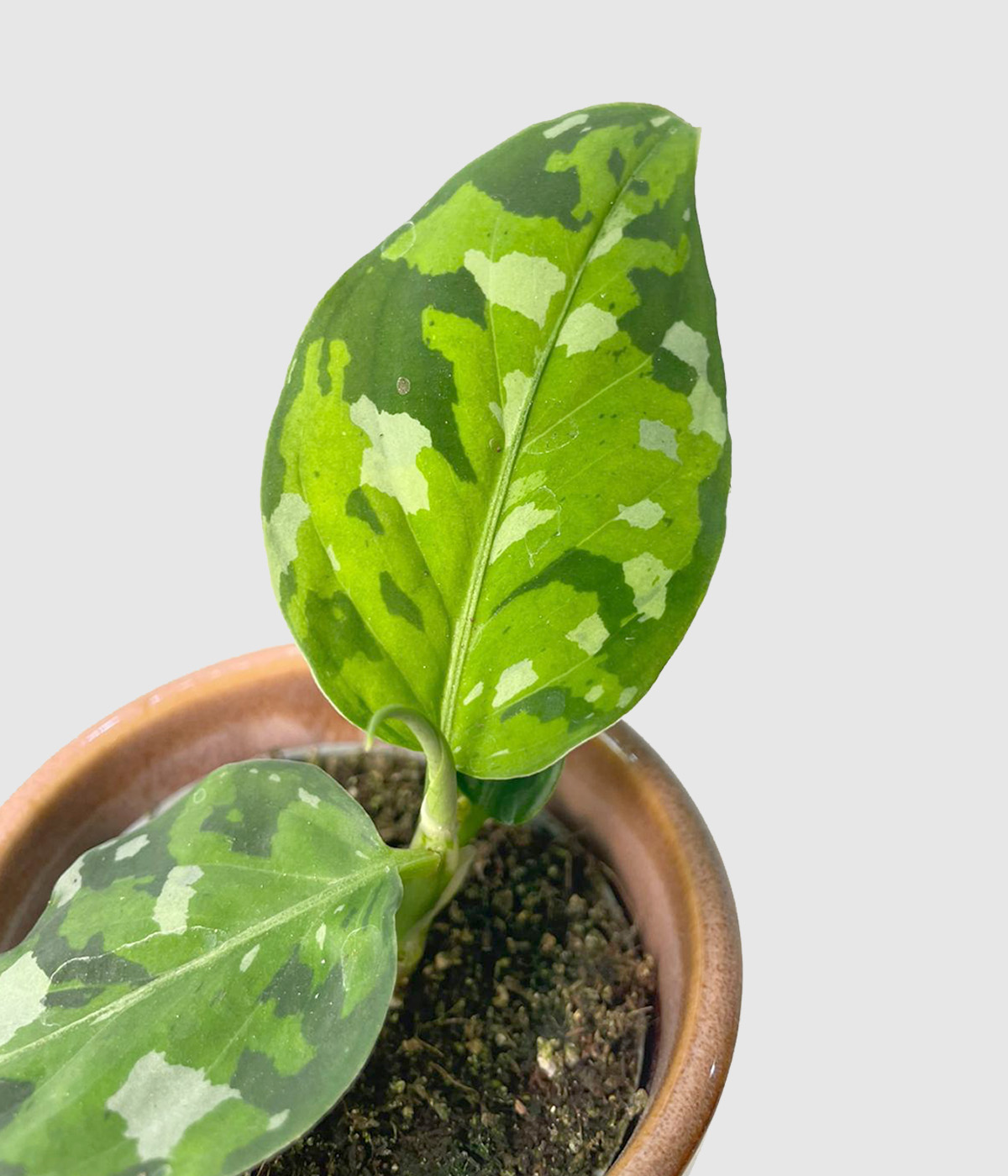Aglaonema pictus tricolor3