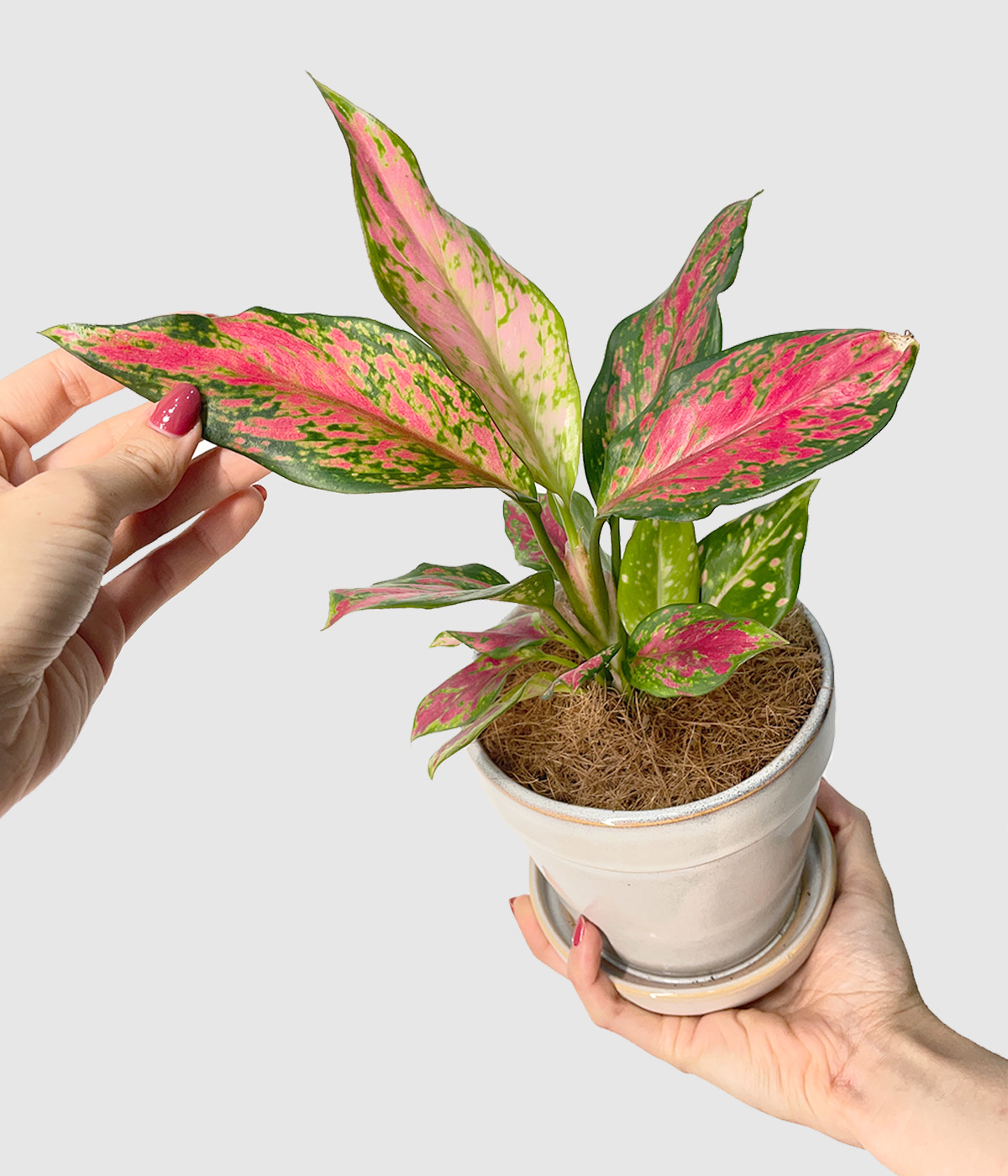 Aglaonema pink