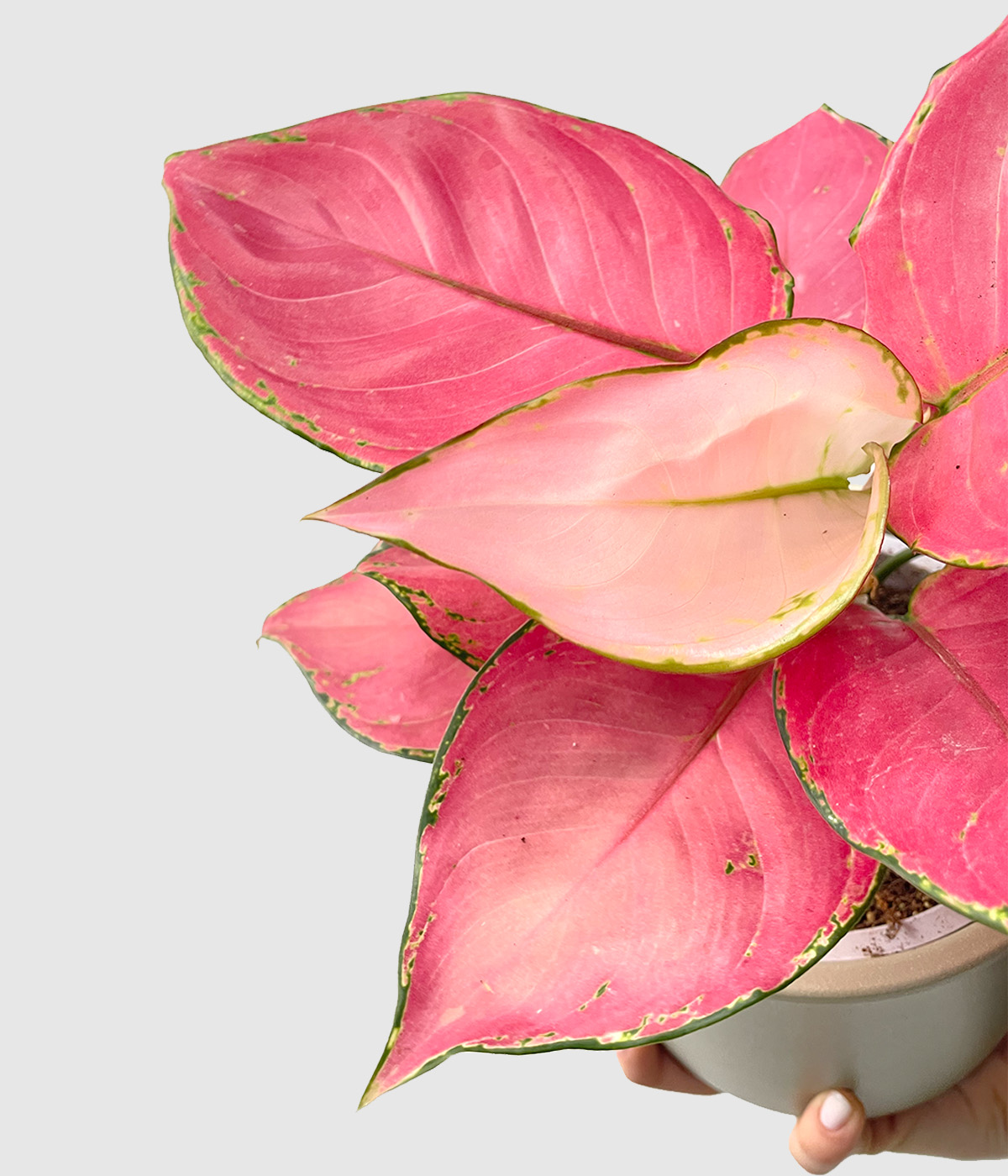 Aglaonema pink star