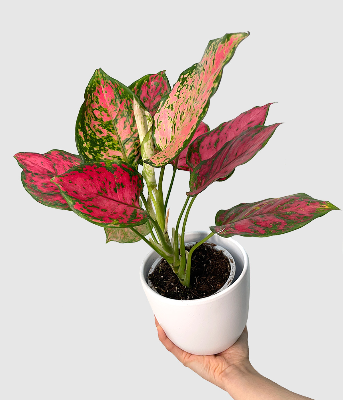Aglaonema spotted star