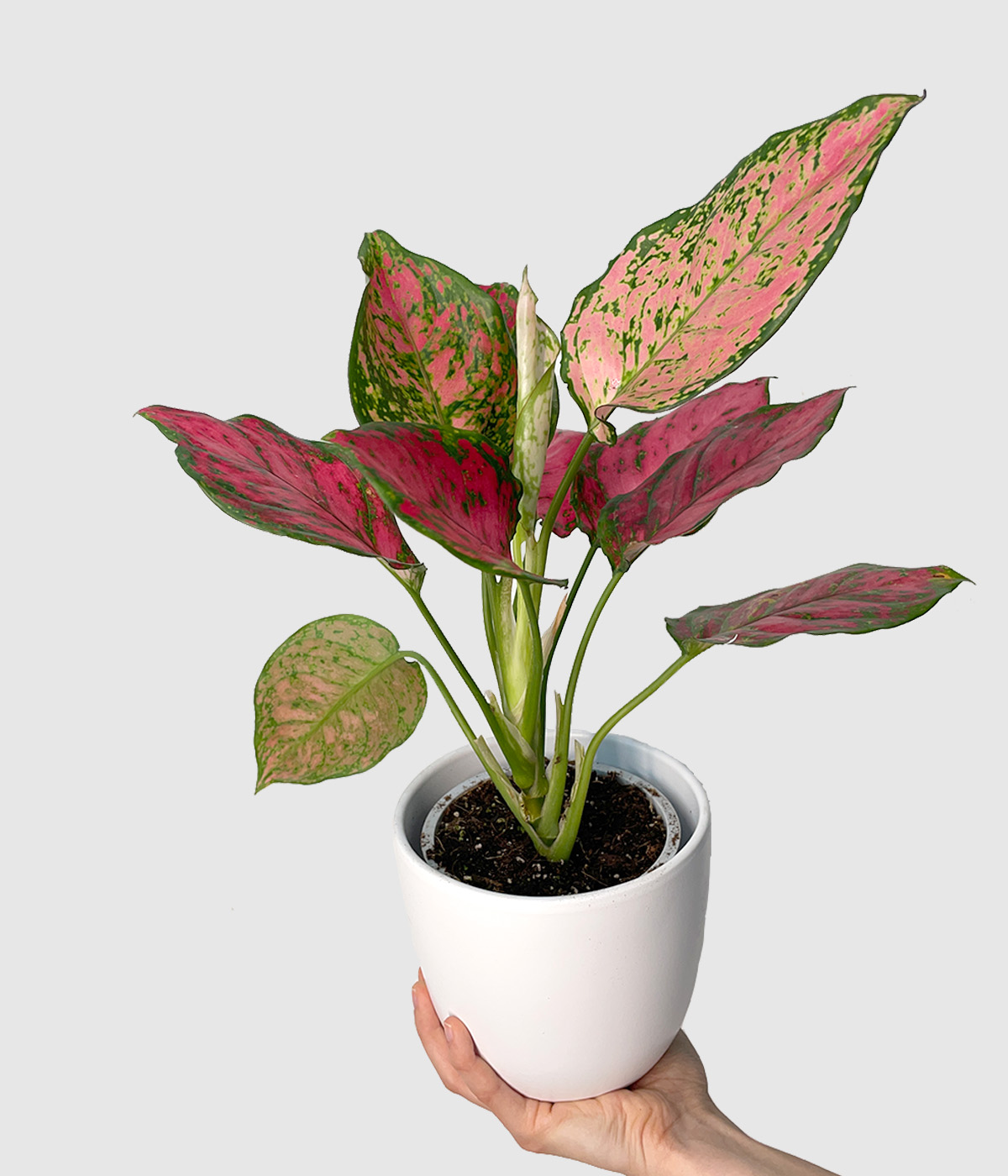 Aglaonema spotted star2