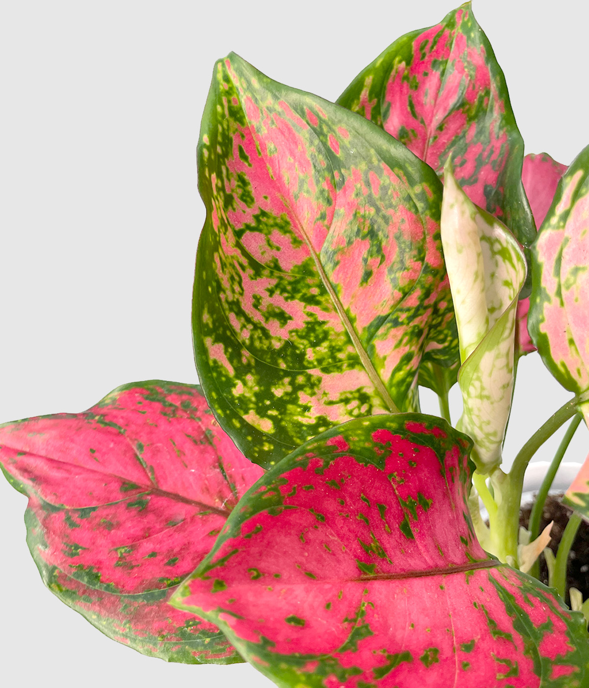 Aglaonema spotted star3
