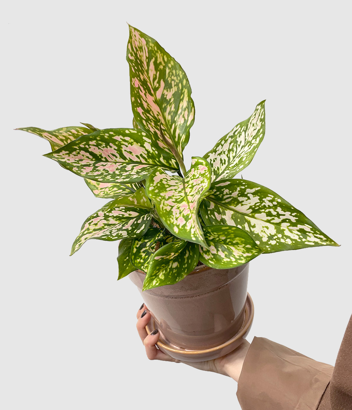 Aglaonema spotted