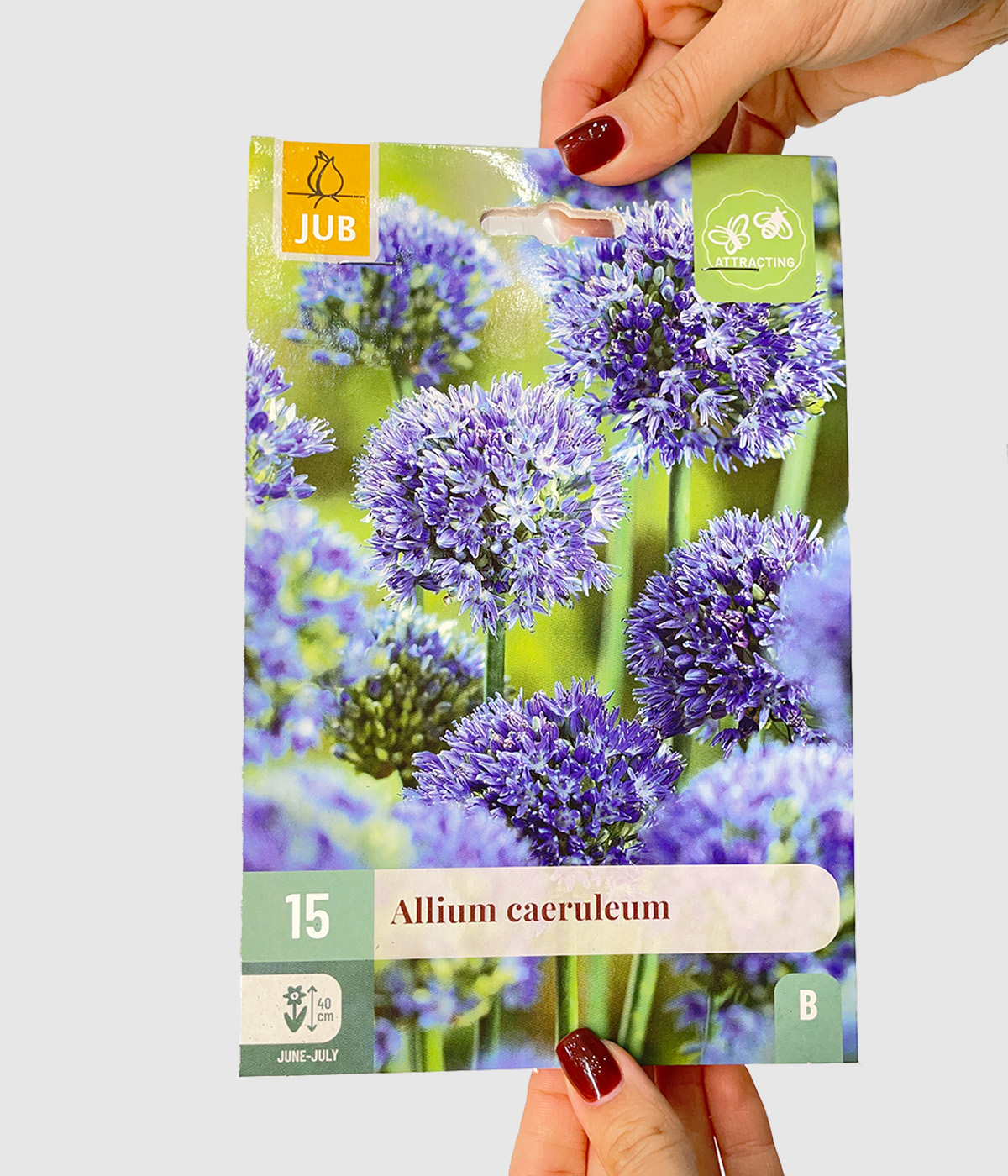 Allium caeruleum