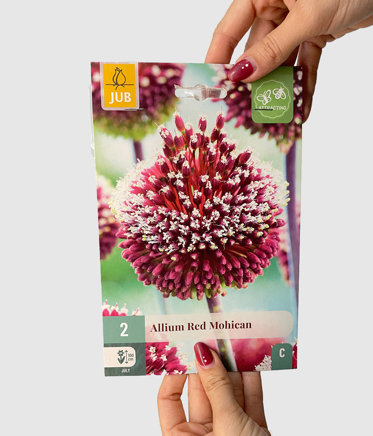 Allium red mohican