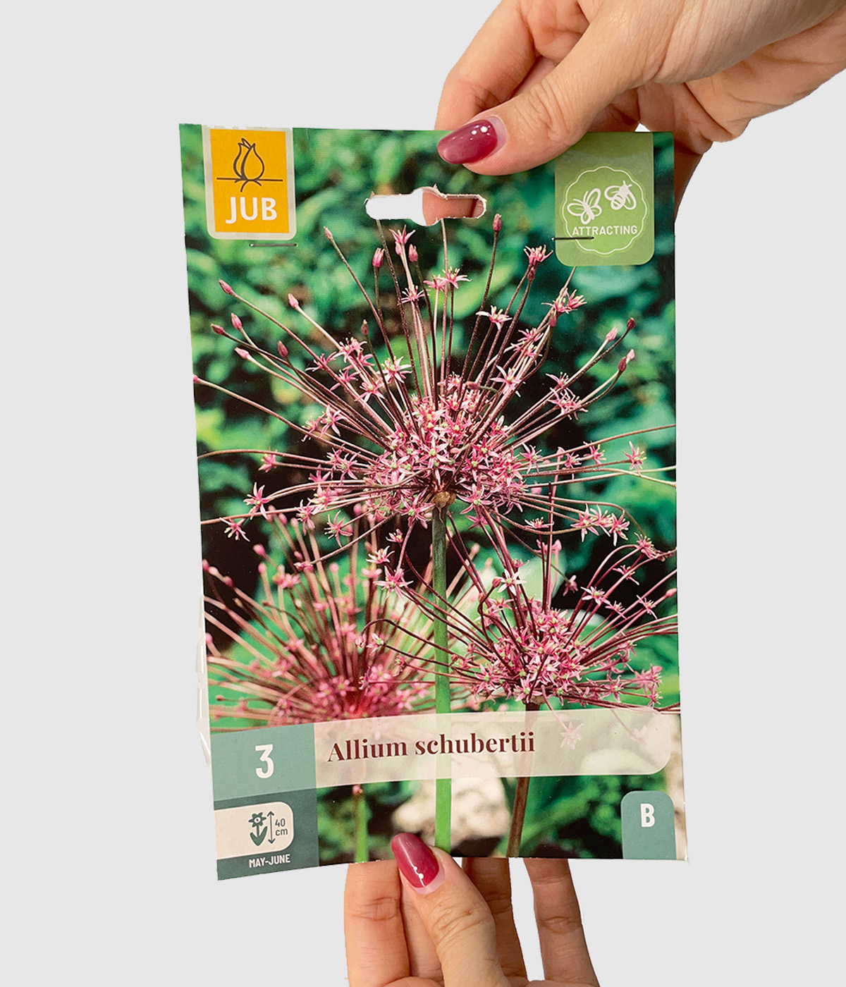 Allium schubertii