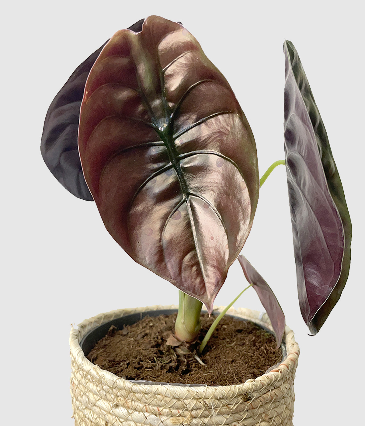 Alocasia cuprea