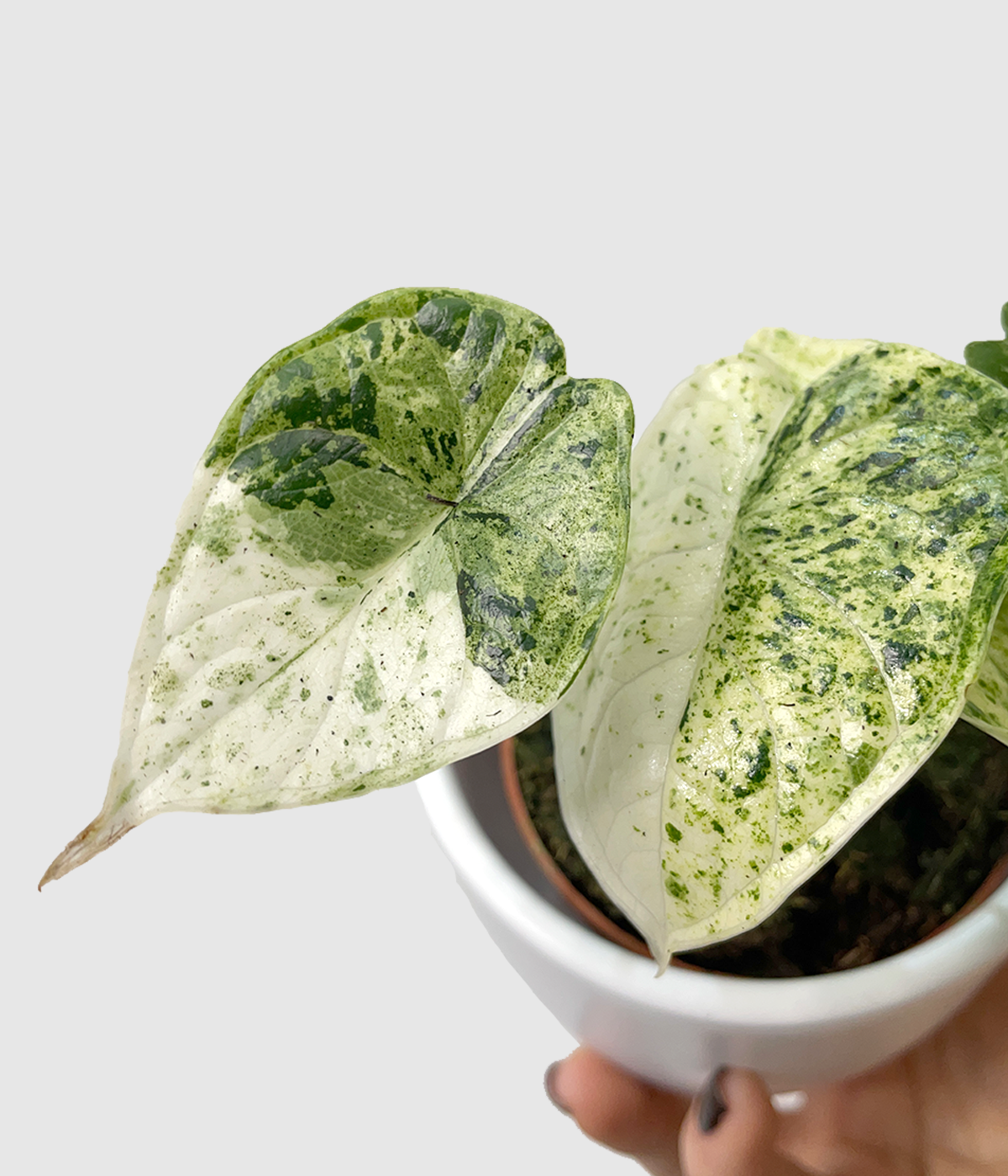 Alocasia dragon scale variegata