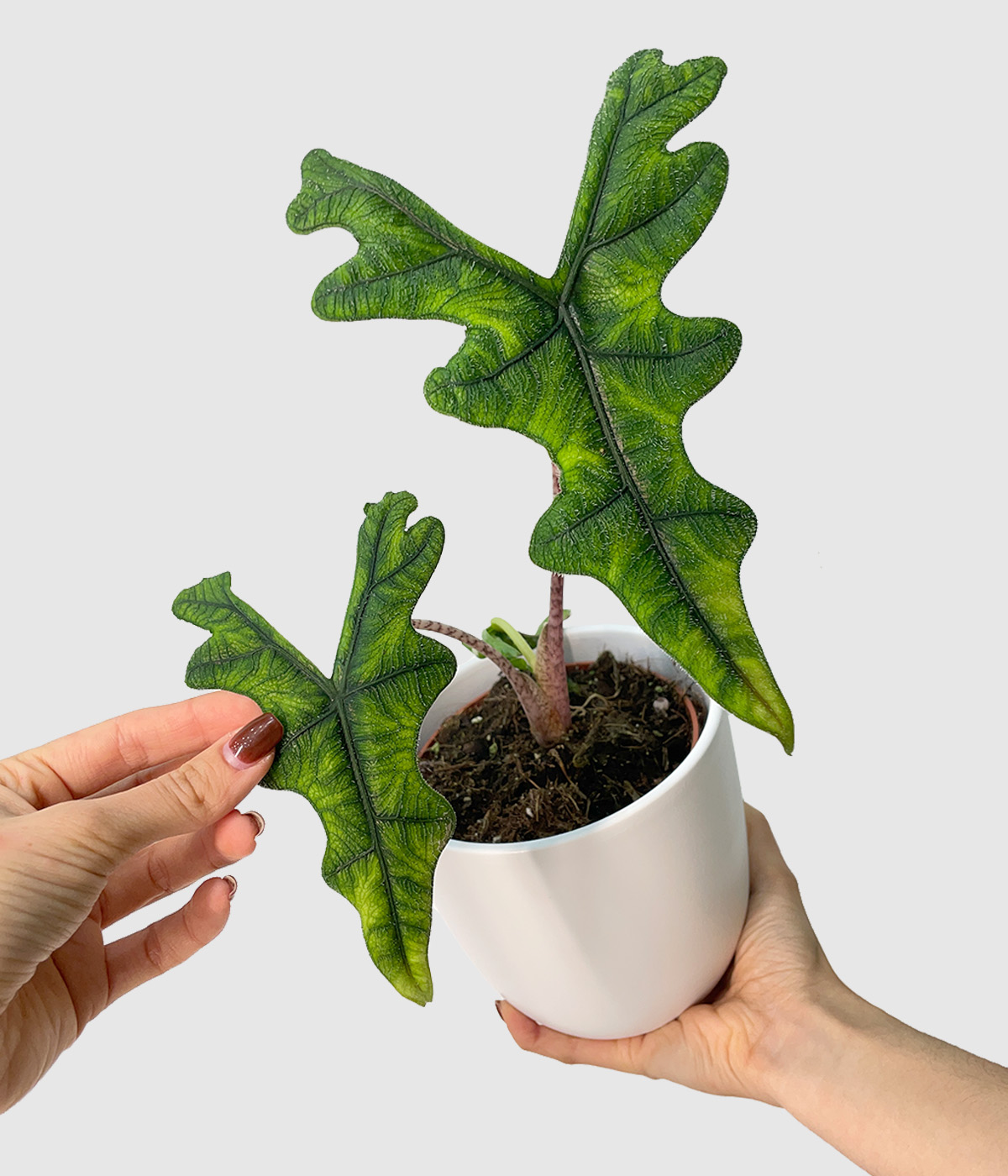Alocasia jacklyn