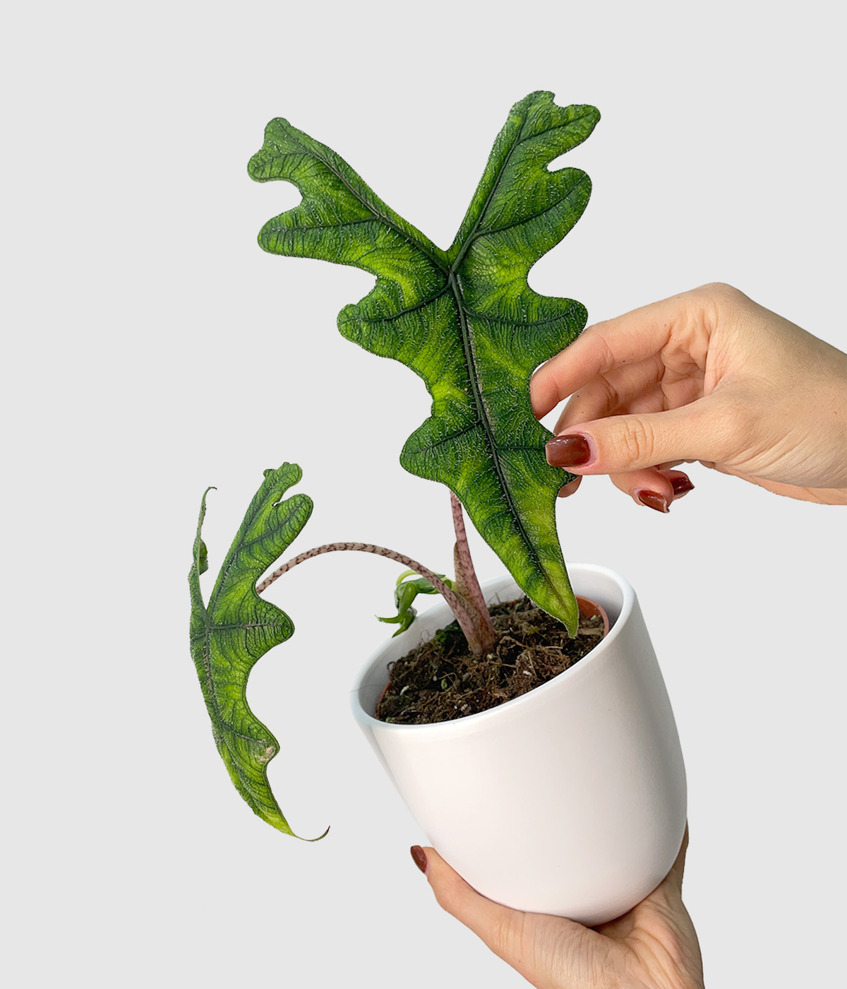 Alocasia jacklyn2