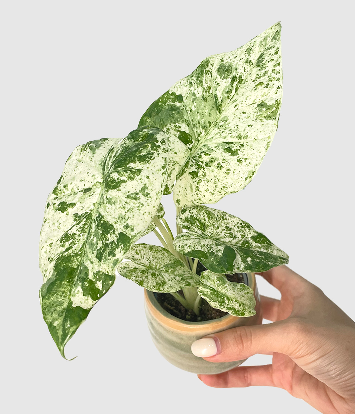 Alocasia macrorrhiza camouflage