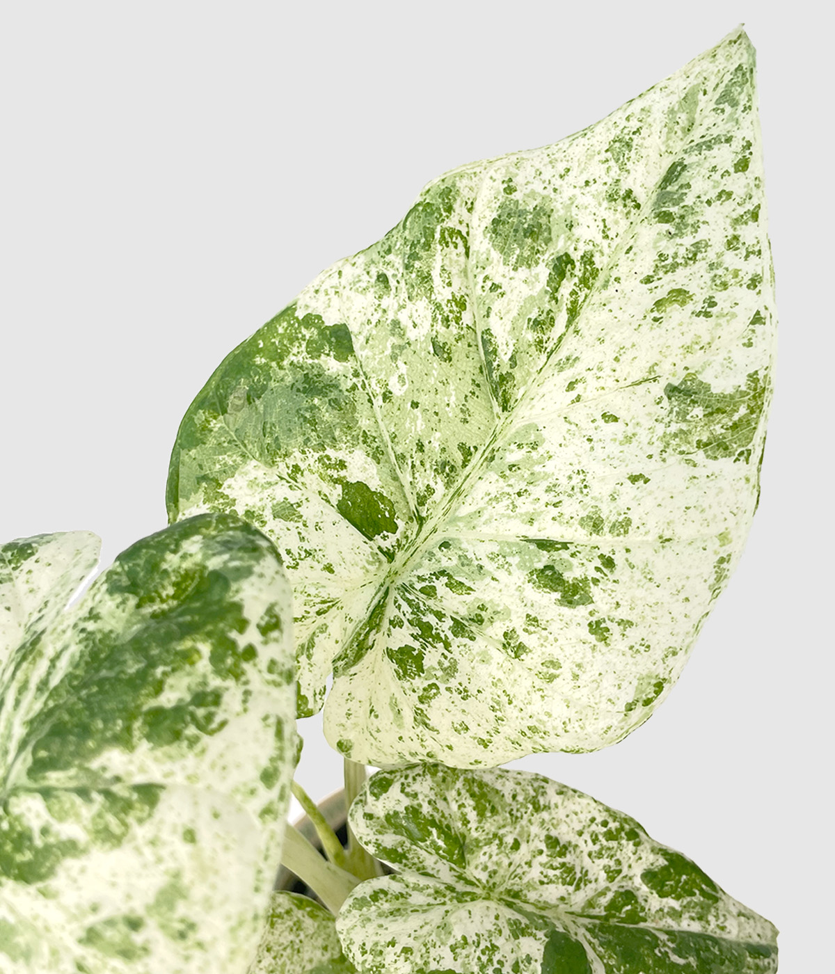 Alocasia macrorrhiza camouflage2