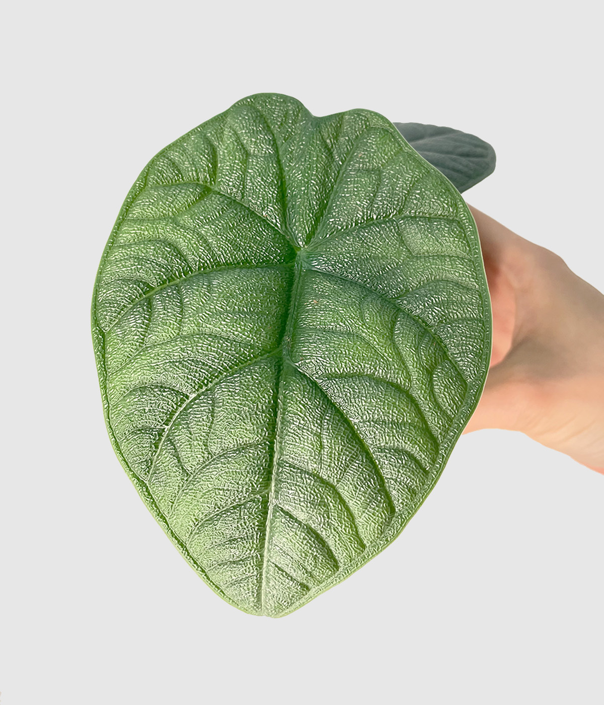 Alocasia melo