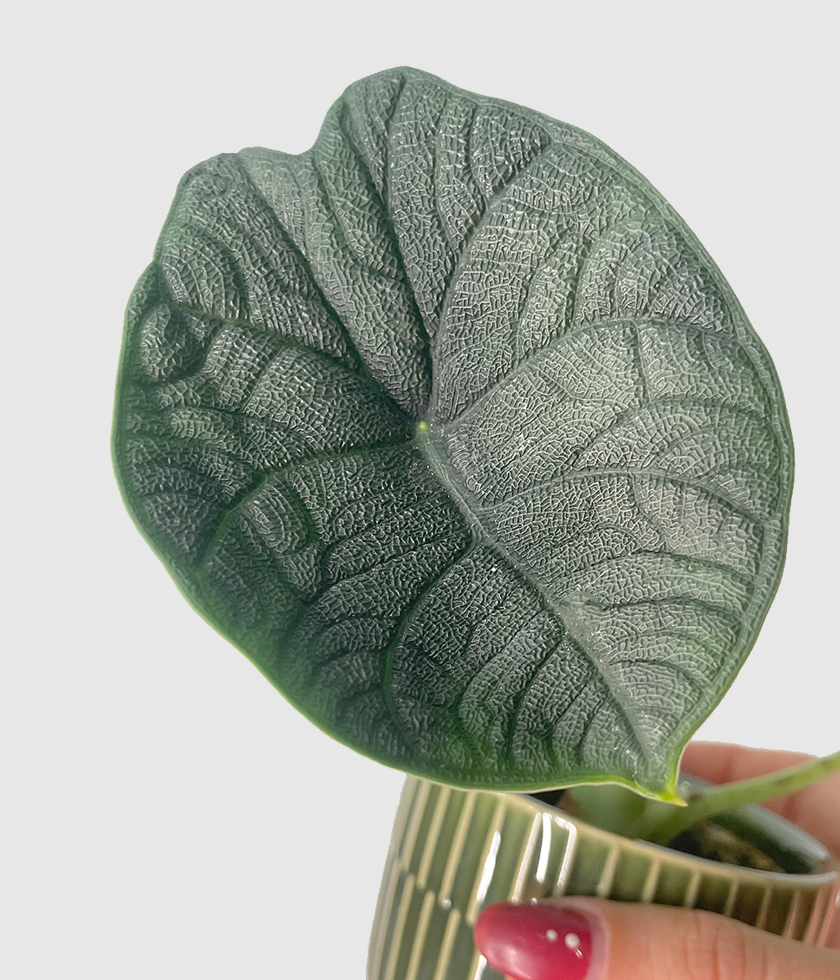 Alocasia melo