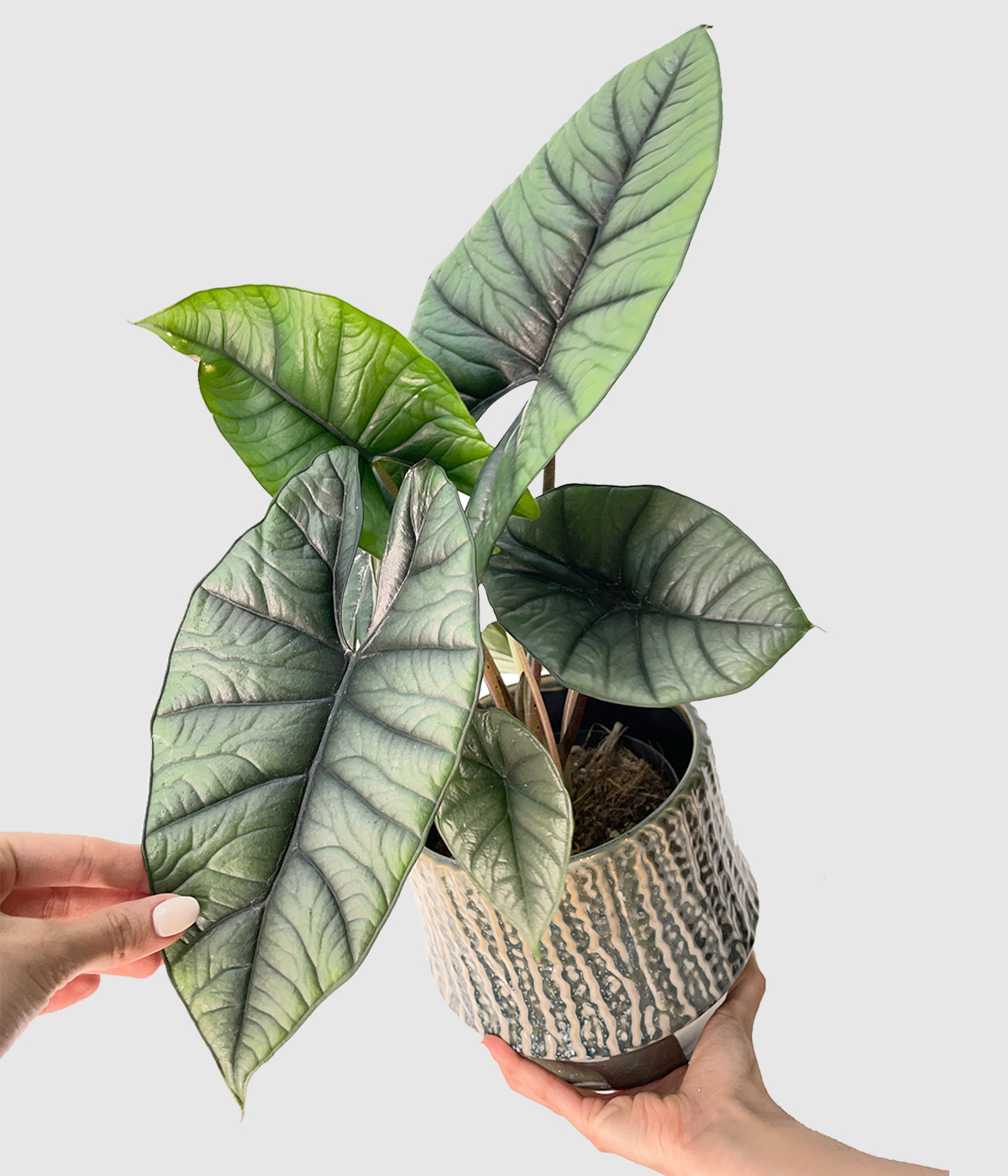 Alocasia platinum