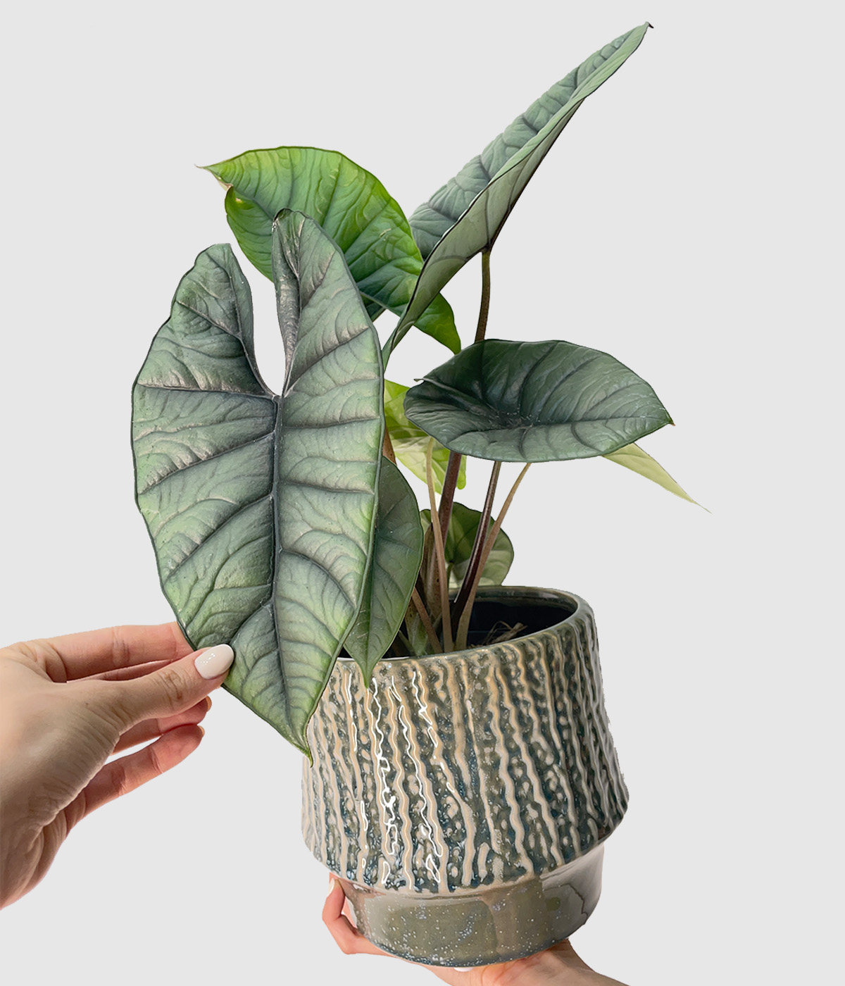 Alocasia platinum2
