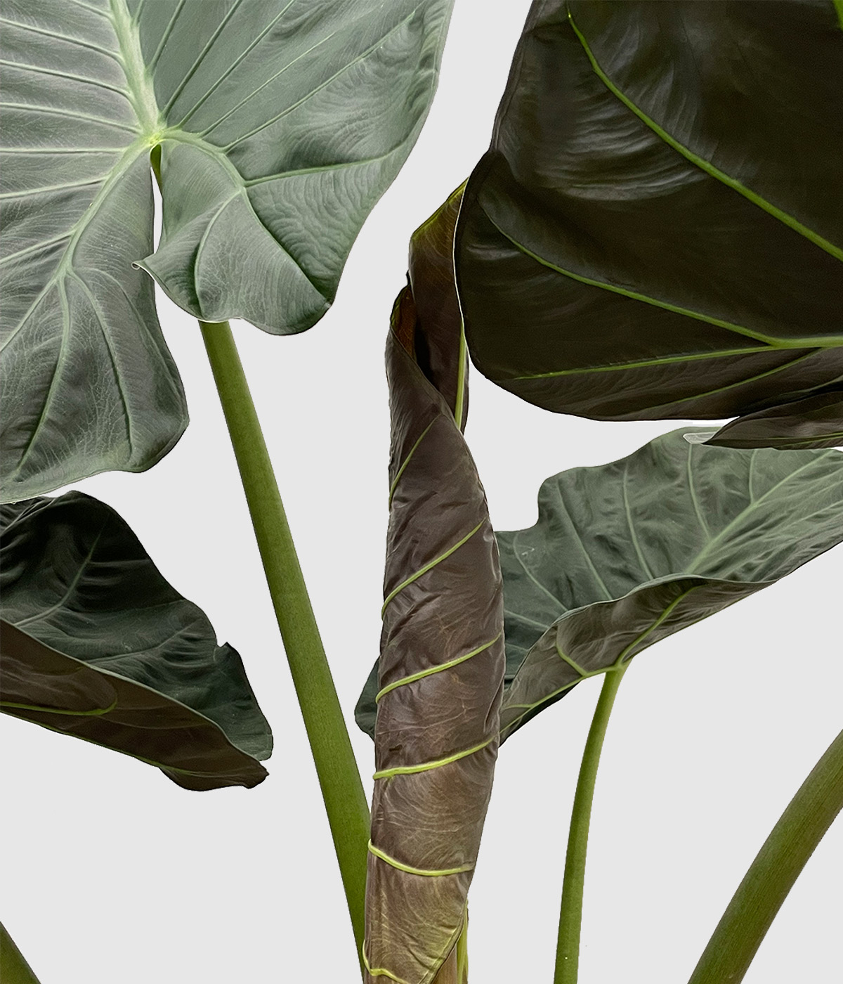 Alocasia regal shields