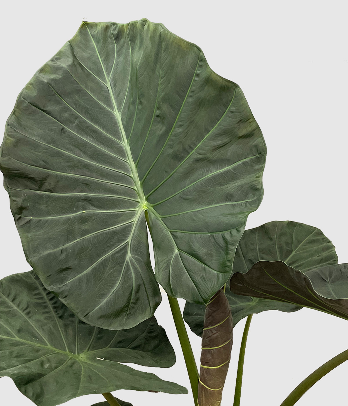Alocasia regal shields2