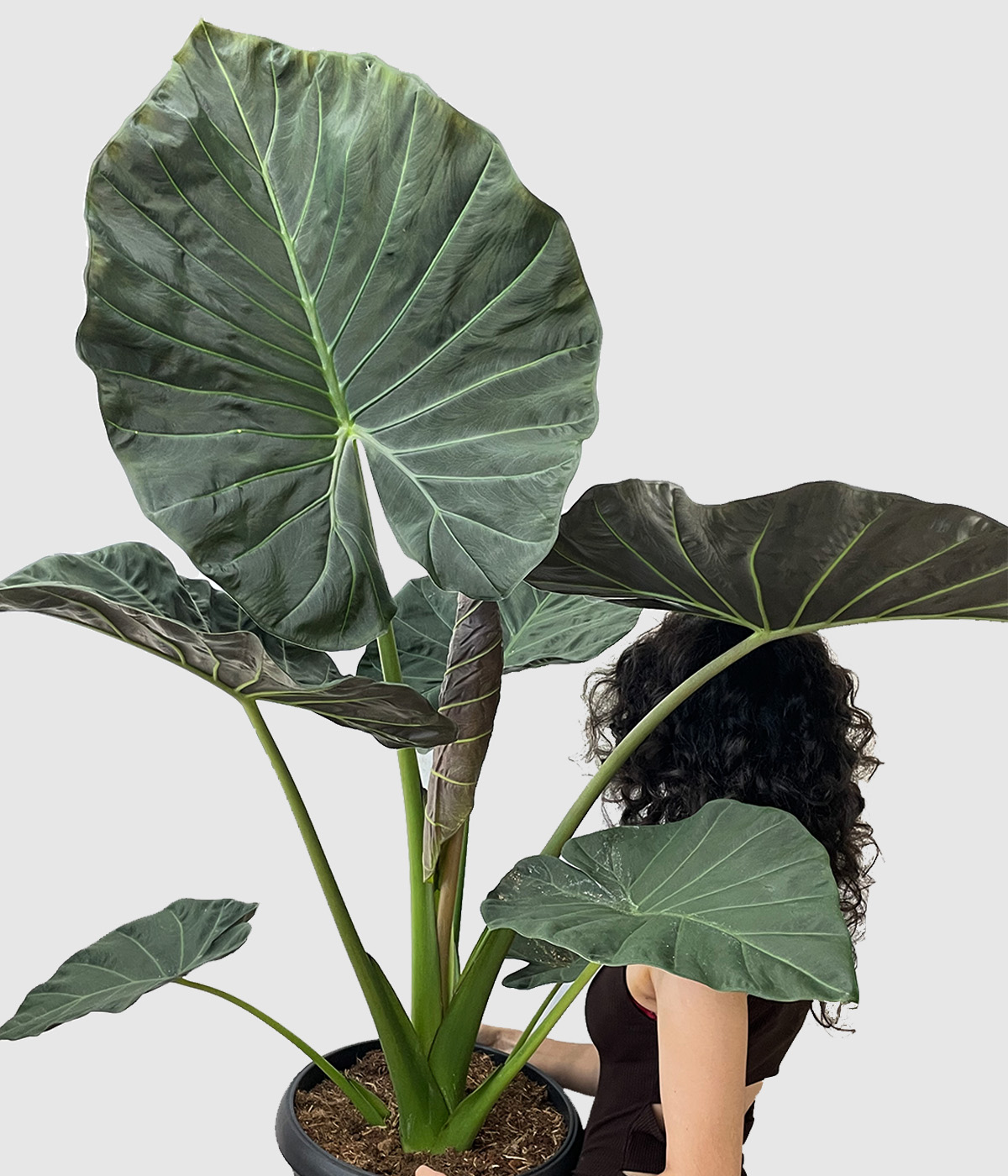 Alocasia regal shields3