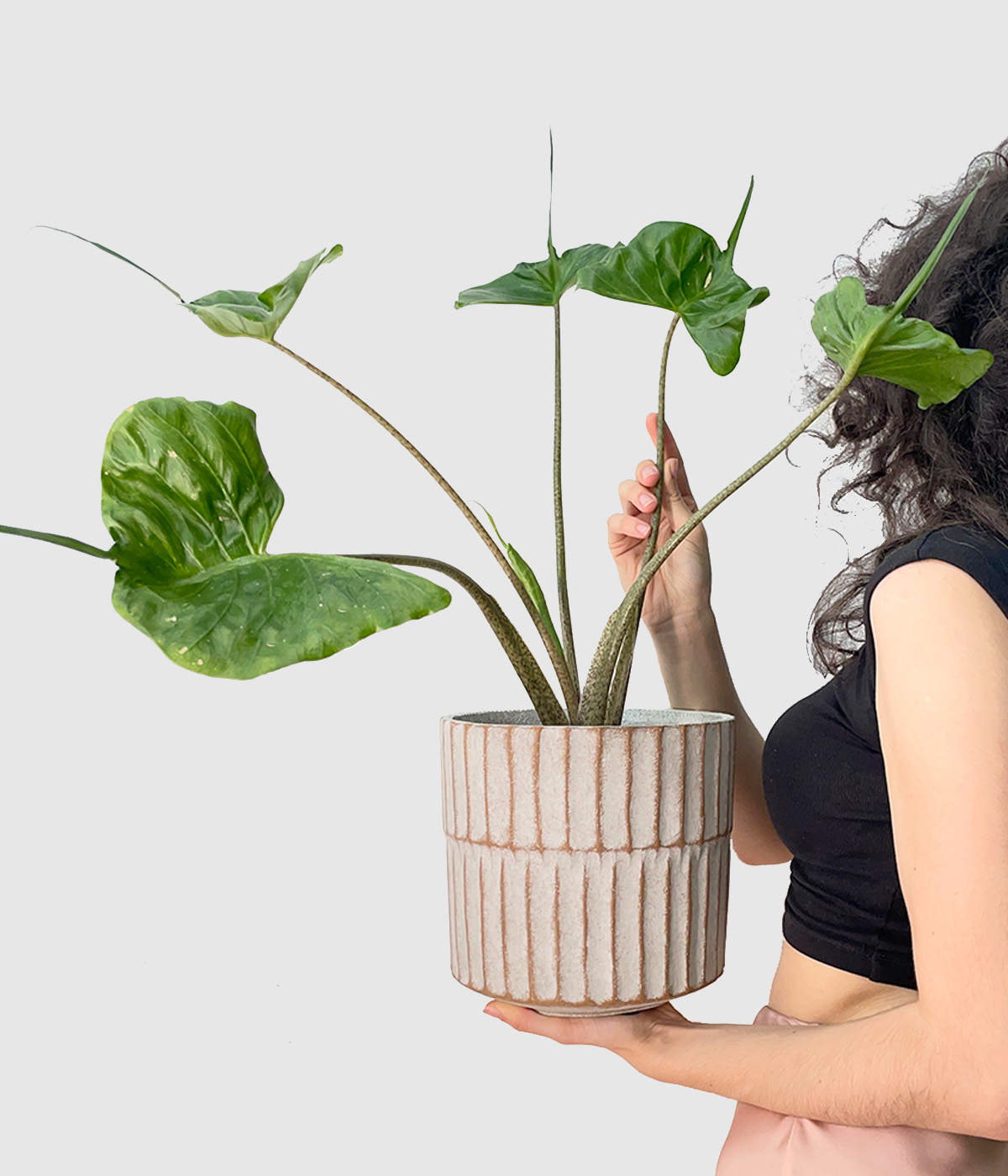 Alocasia stingray2