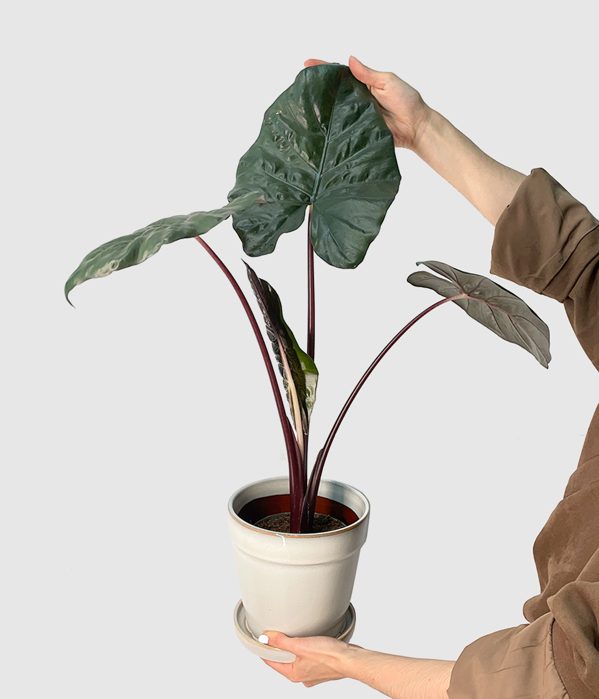 Alocasia yucatan princess