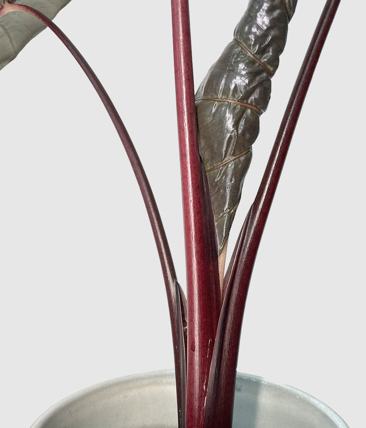 Alocasia yucatan princess2
