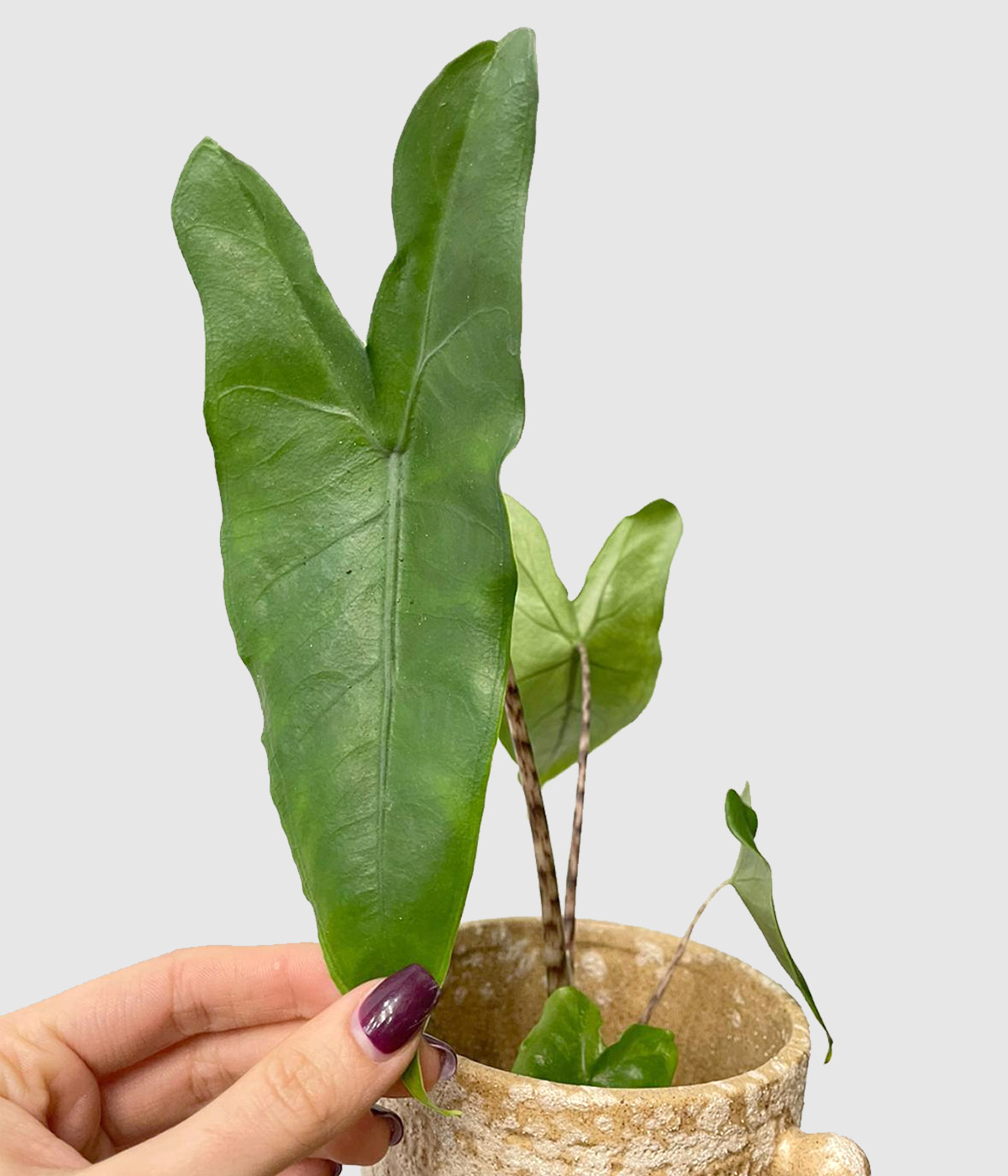 Alocasia zebrina