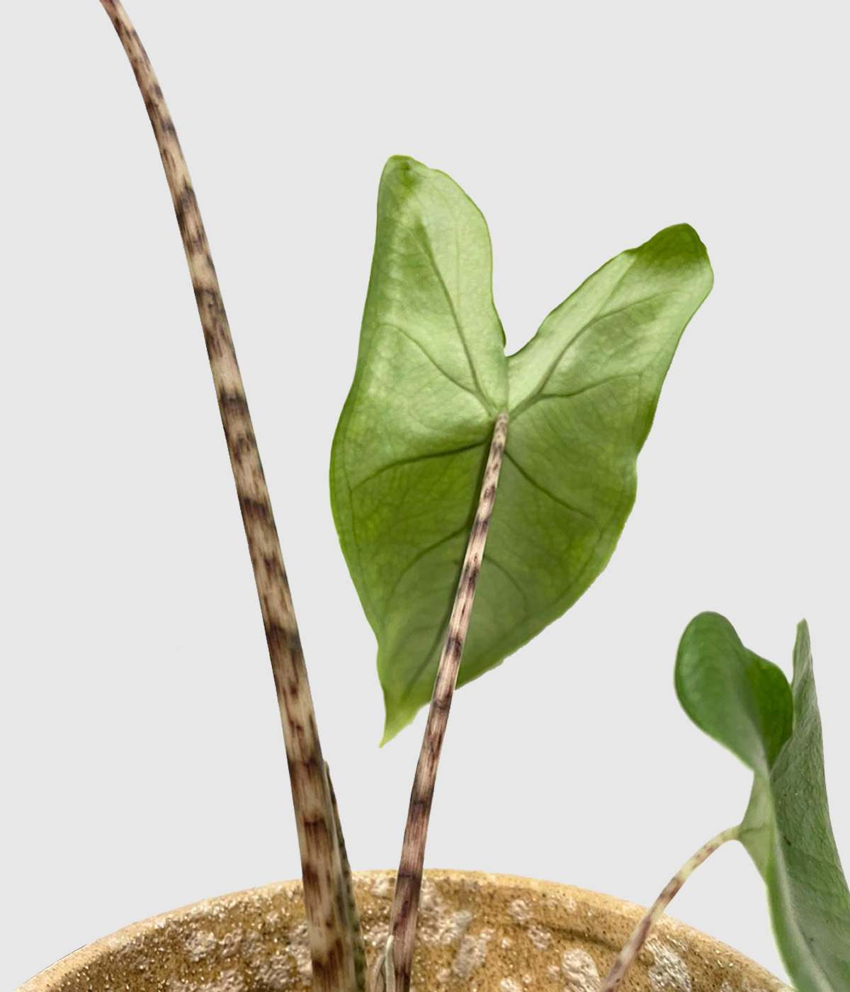 Alocasia zebrina2