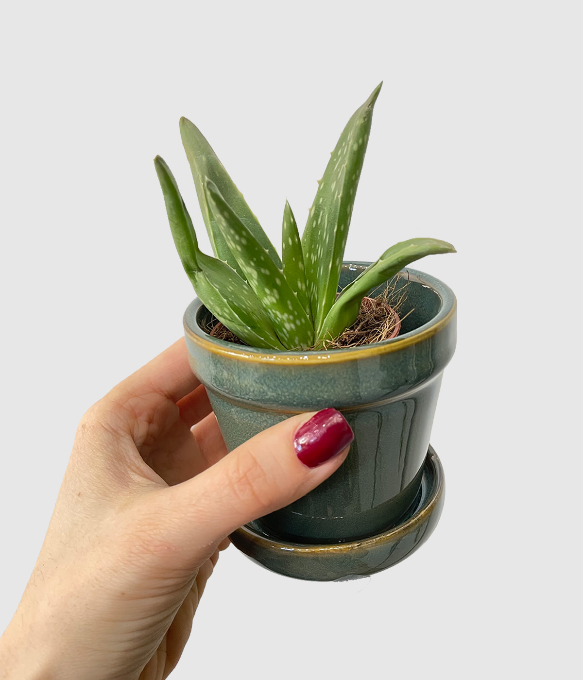 Aloe vera2