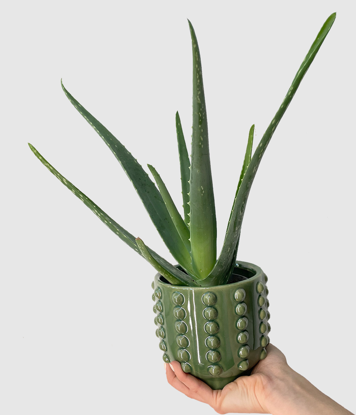 Aloe vera2
