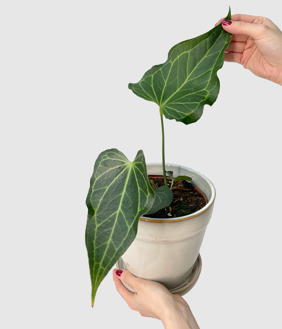 Anthurium delta force2