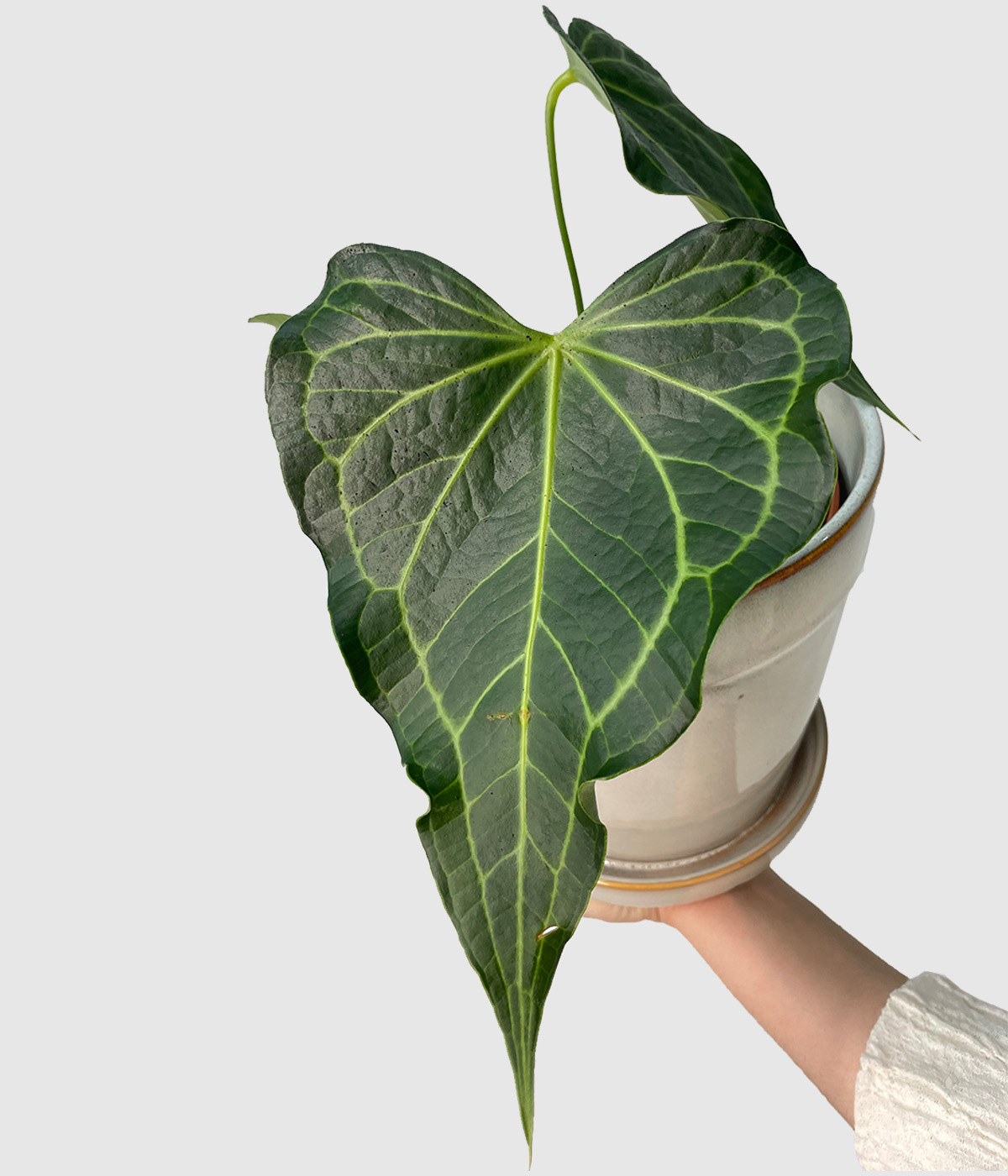 Anthurium delta force3