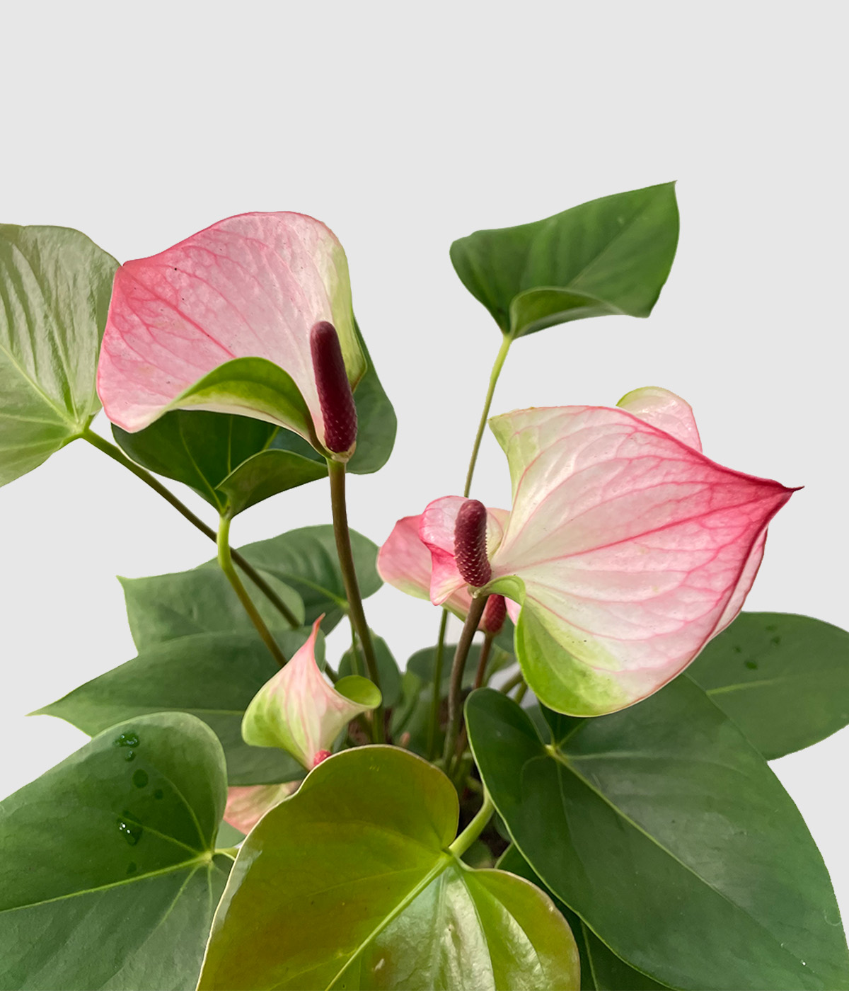 Anthurium hotlips3