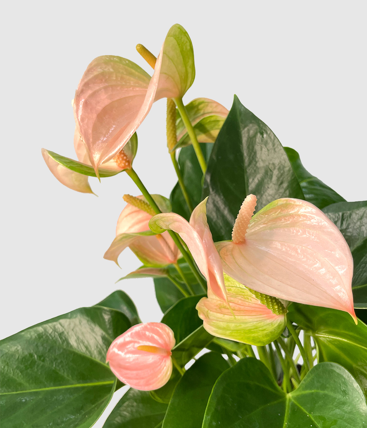 Anthurium joli peach3