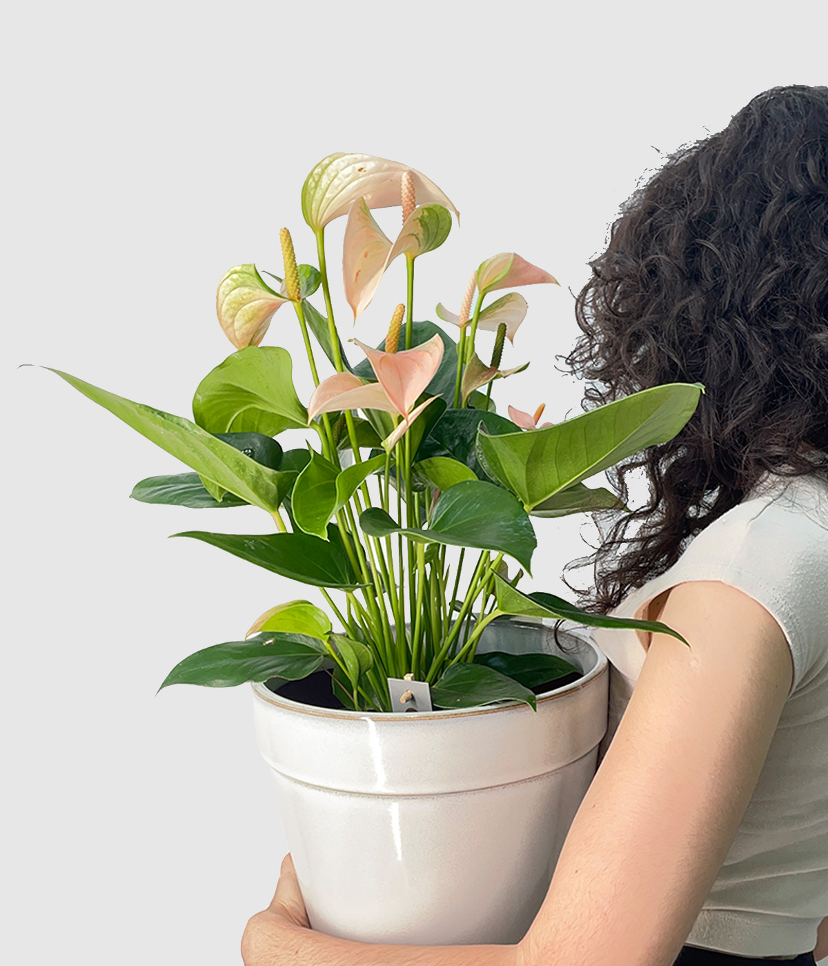 Anthurium joli peach7