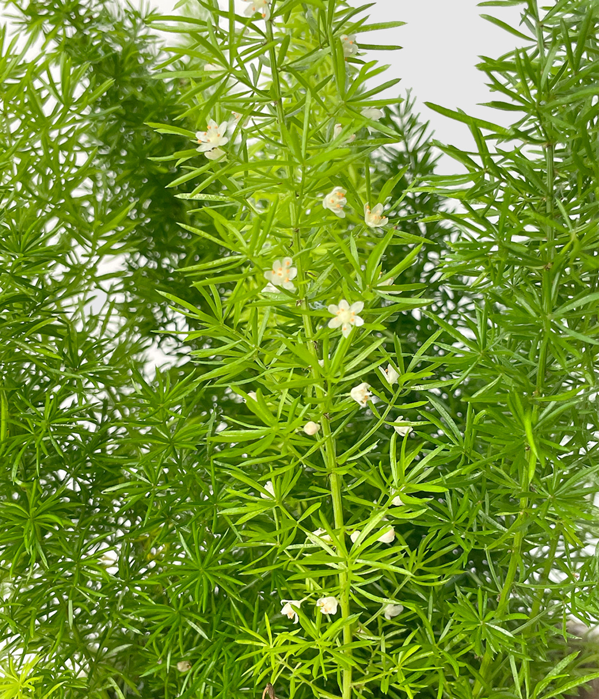 Asparagus densiflorus myers